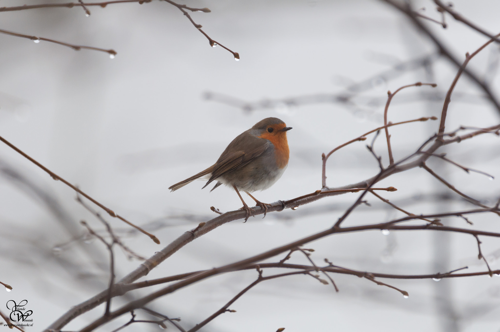Sigma 150-600mm F5-6.3 DG OS HSM | C sample photo. Cheerful red on a gray day photography