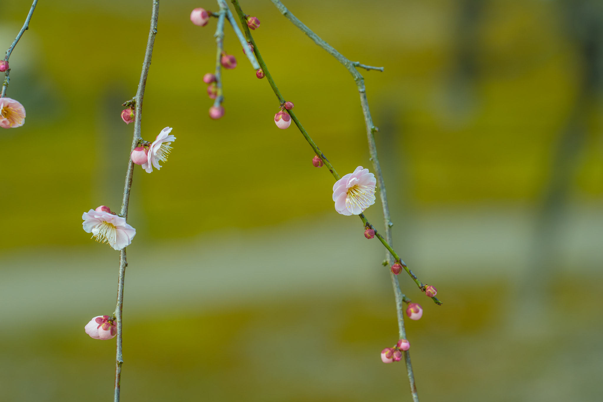 Sigma 150mm F2.8 EX DG OS Macro HSM sample photo. Plum blossom photography