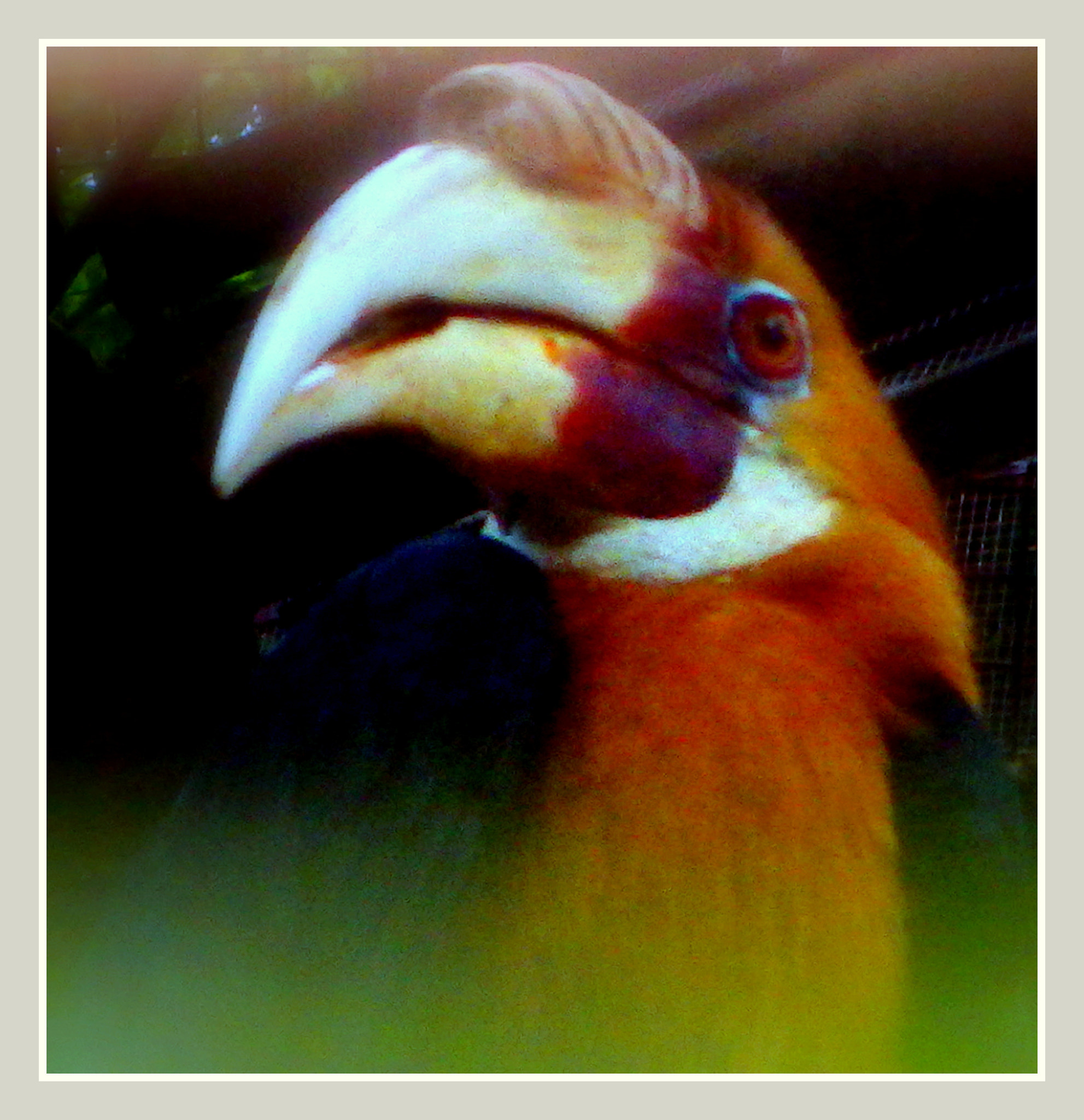 Ricoh WG-4 sample photo. Legend of ruai bird photography