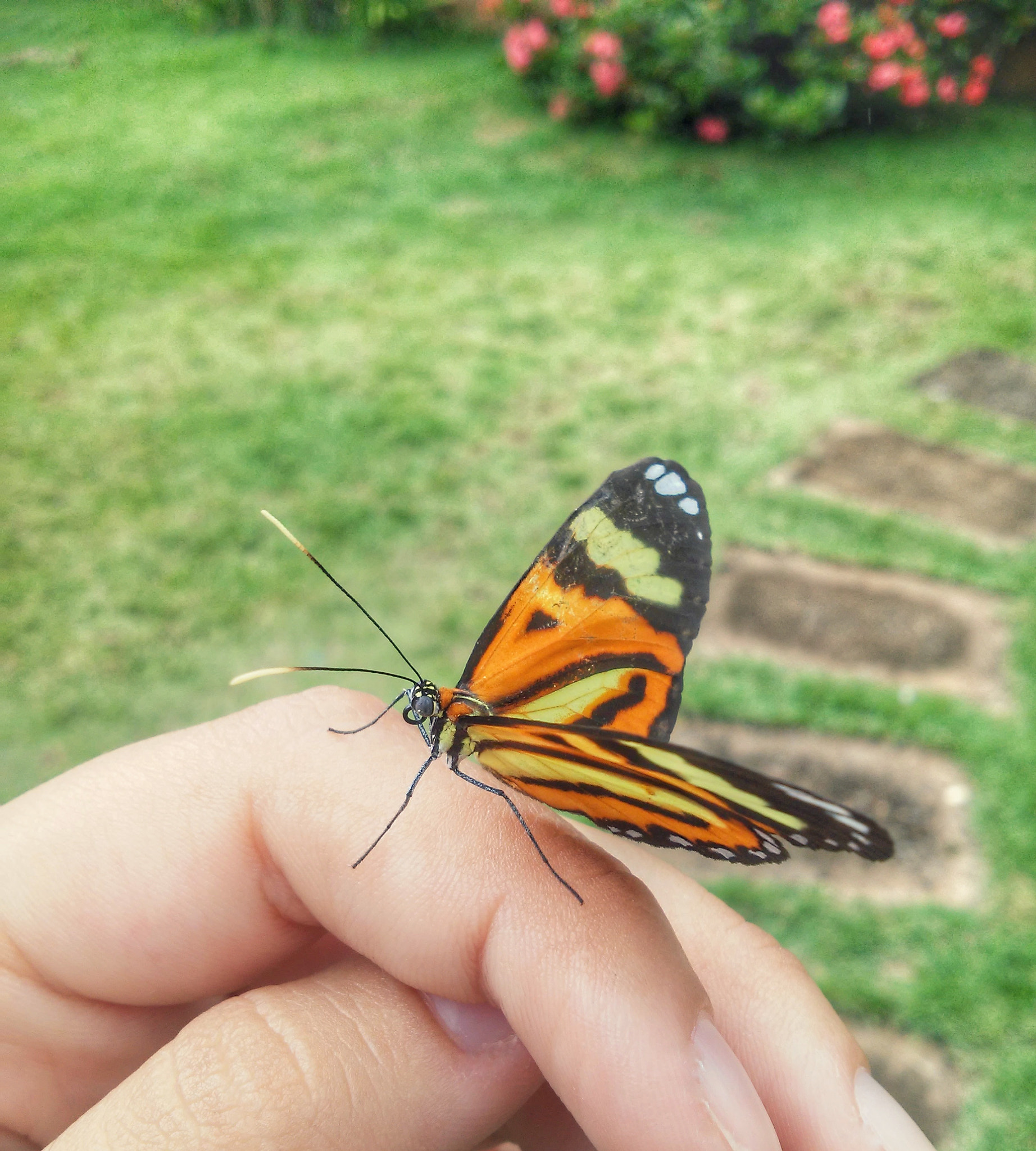LG L70 sample photo