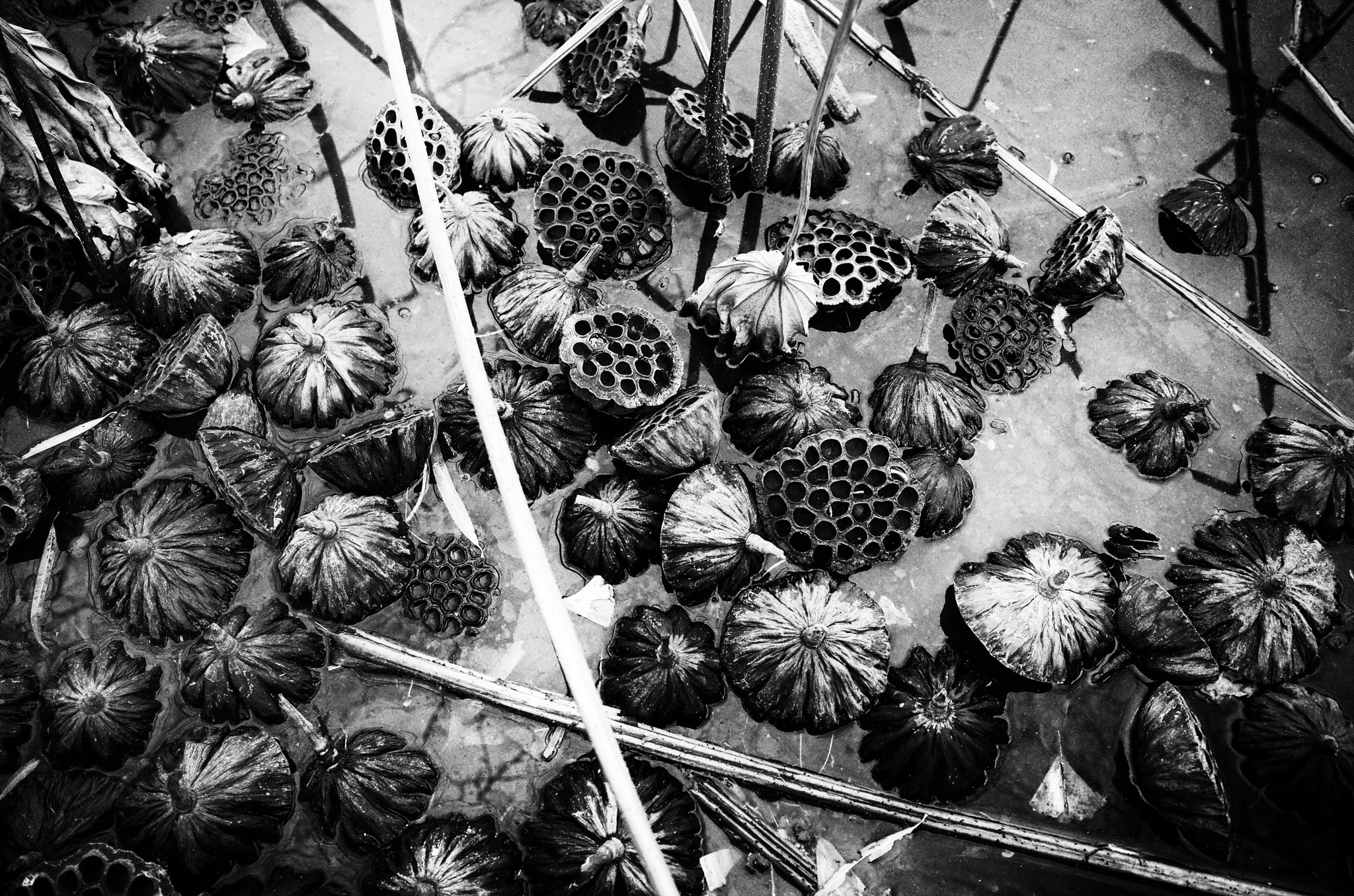 Ricoh GR + GR Lens sample photo. Lotus pond photography