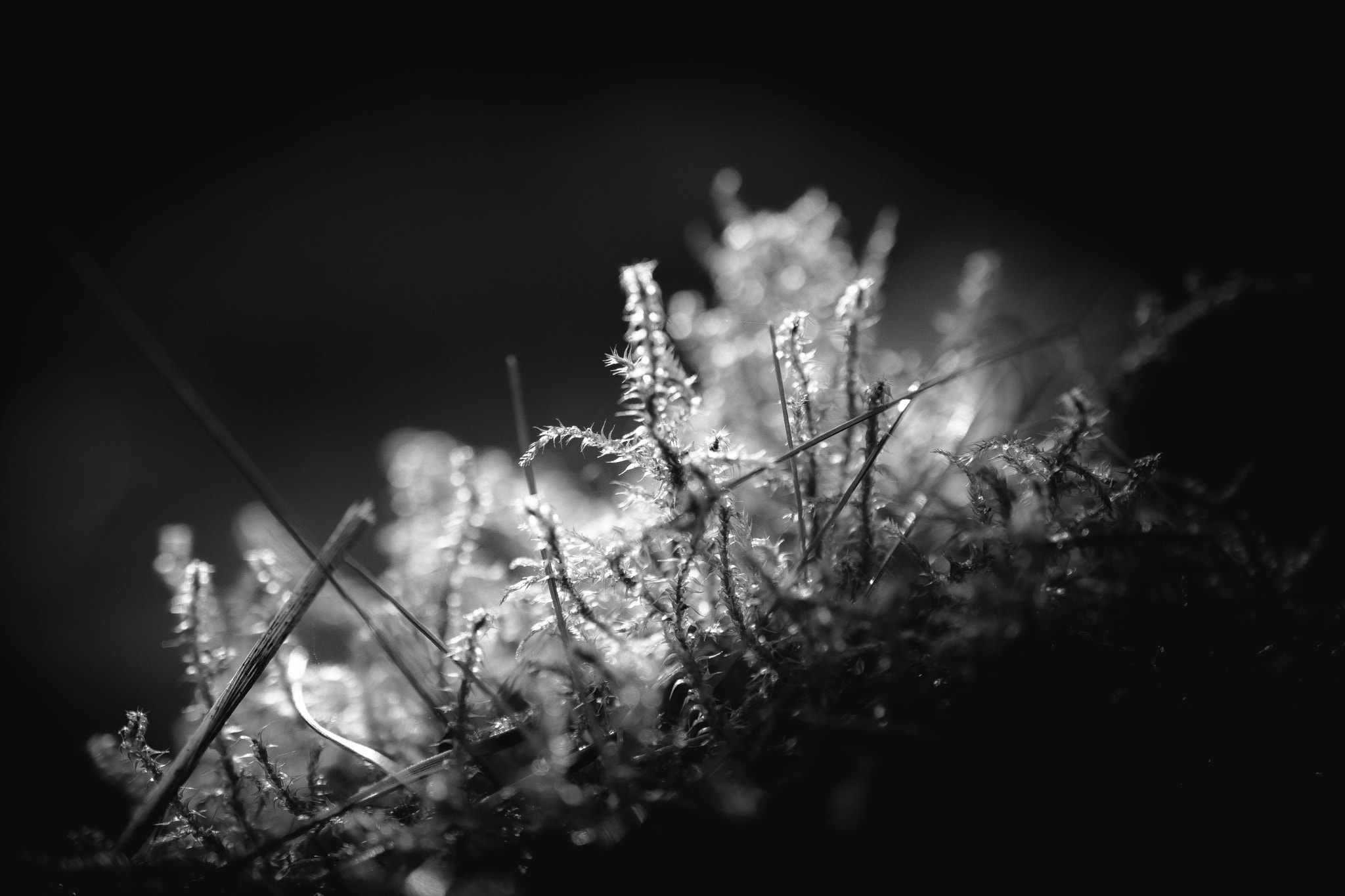 Nikon AF-S DX Micro Nikkor 40mm F2.8 sample photo. Backdrop photography
