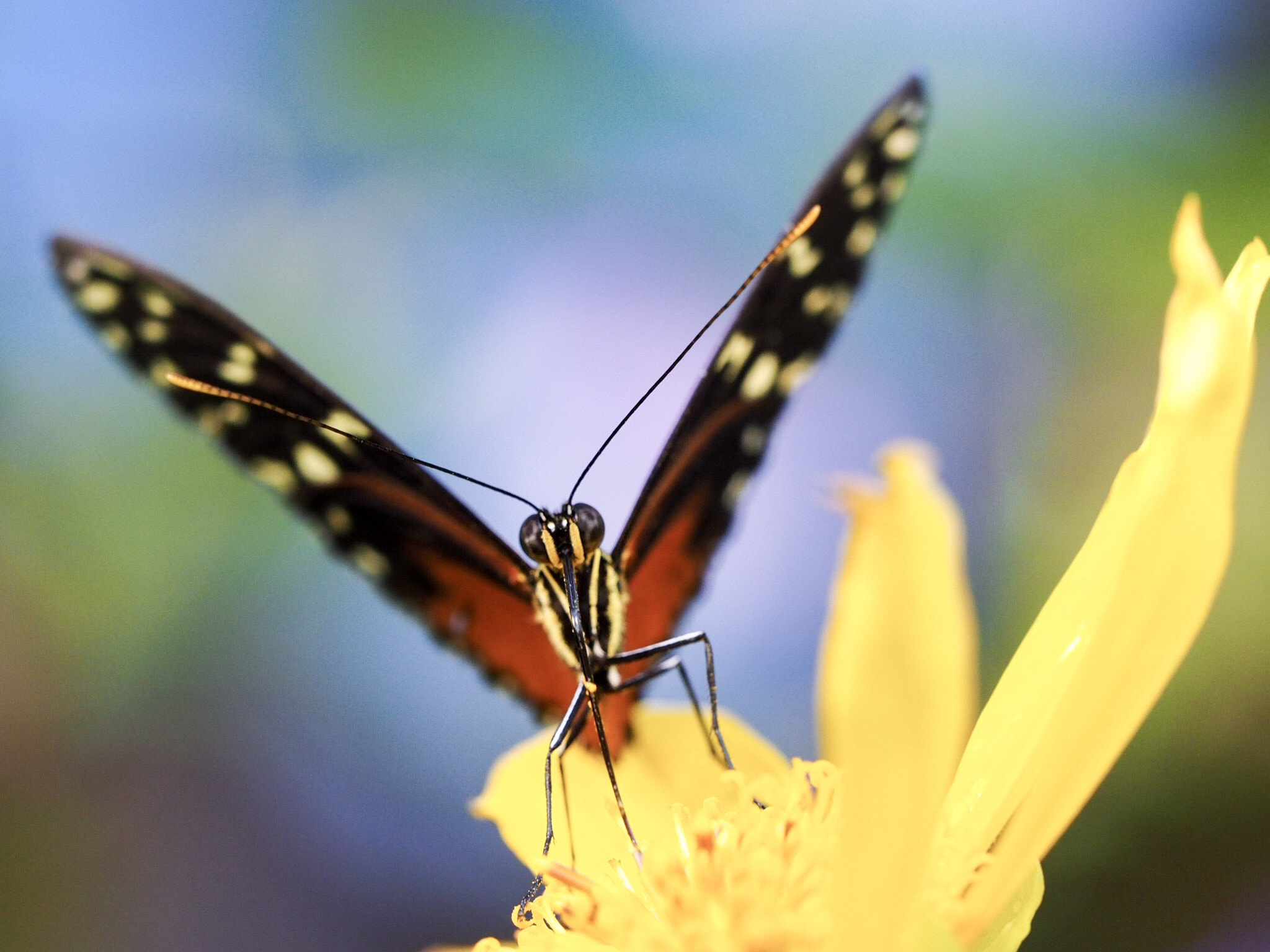 Olympus OM-D E-M1 Mark II + Olympus M.Zuiko Digital ED 40-150mm F2.8 Pro sample photo. Butterfly photography