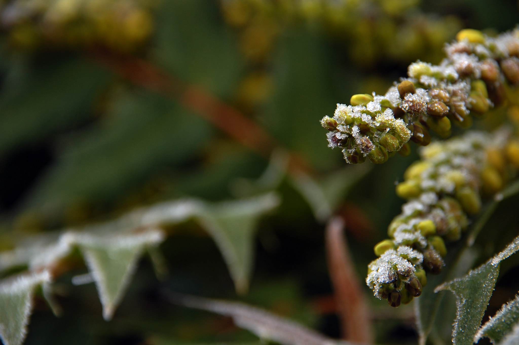 Nikon D40 + Sigma 18-200mm F3.5-6.3 DC sample photo. Green photography