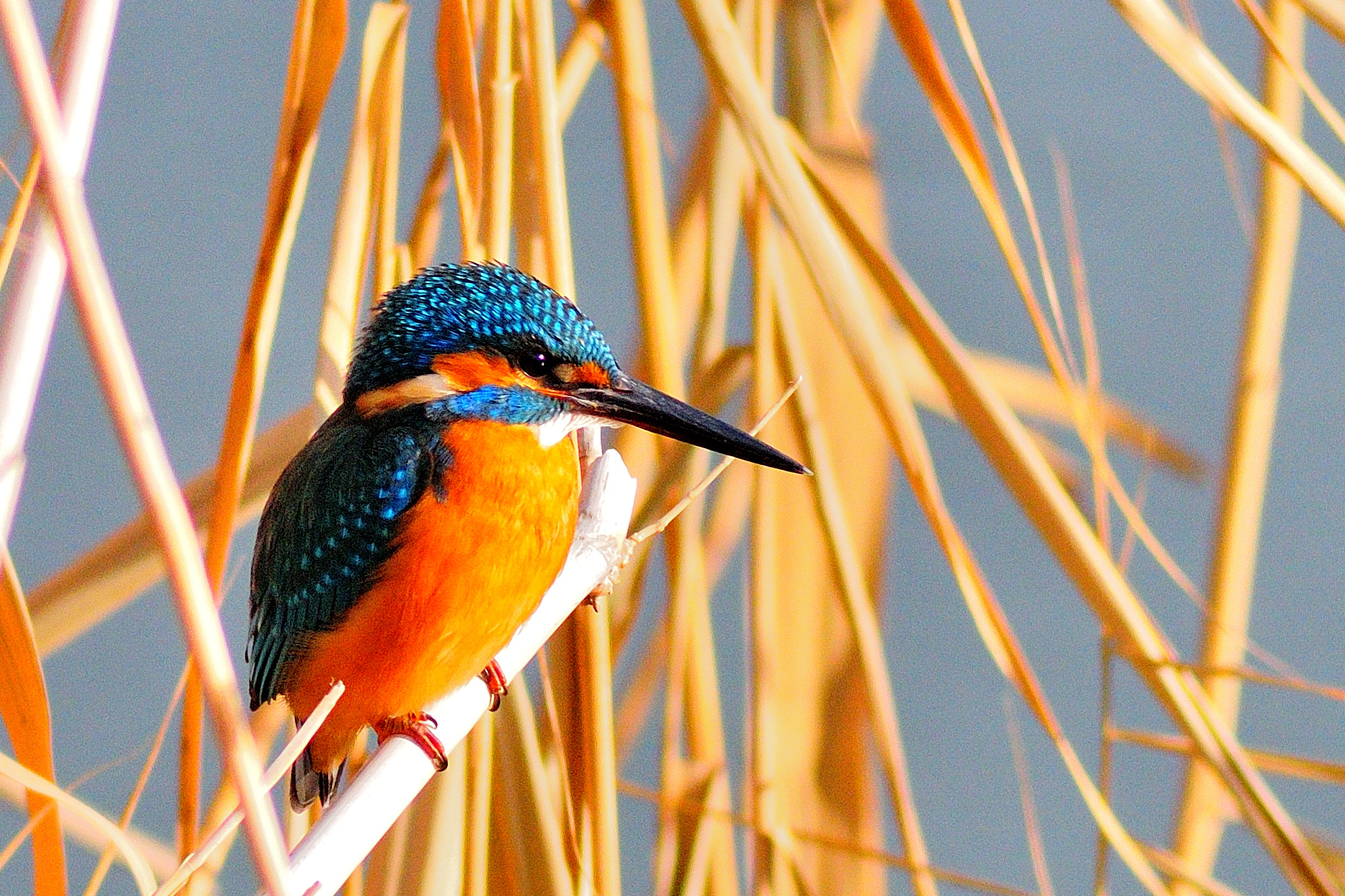 Nikon D300 + Tokina AT-X 400 AF SD (AF 400mm f/5.6) sample photo. Kingfisher photography