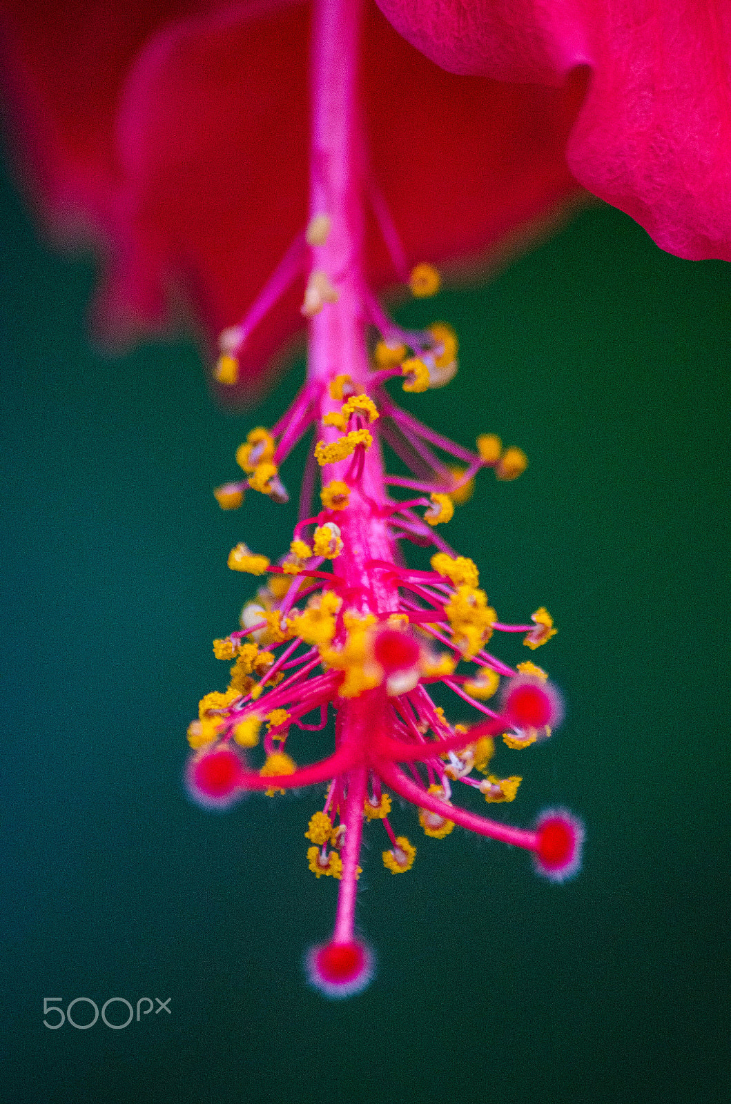 Sigma 70-300mm F4-5.6 APO DG Macro sample photo. A beautiful anthers photography