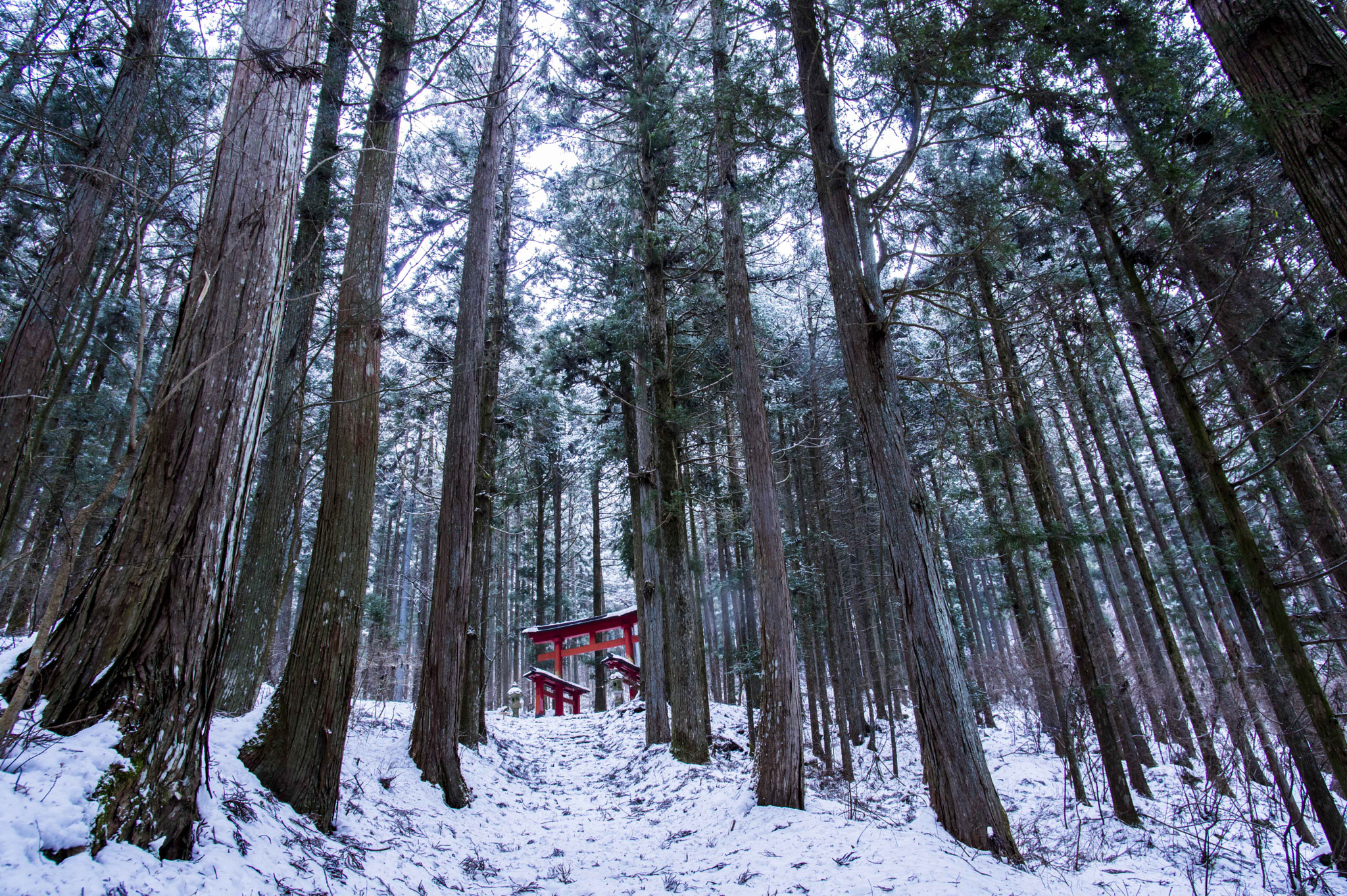 Pentax K-3 + Pentax smc DA 14mm F2.8 ED (IF) sample photo. Shrine forest photography