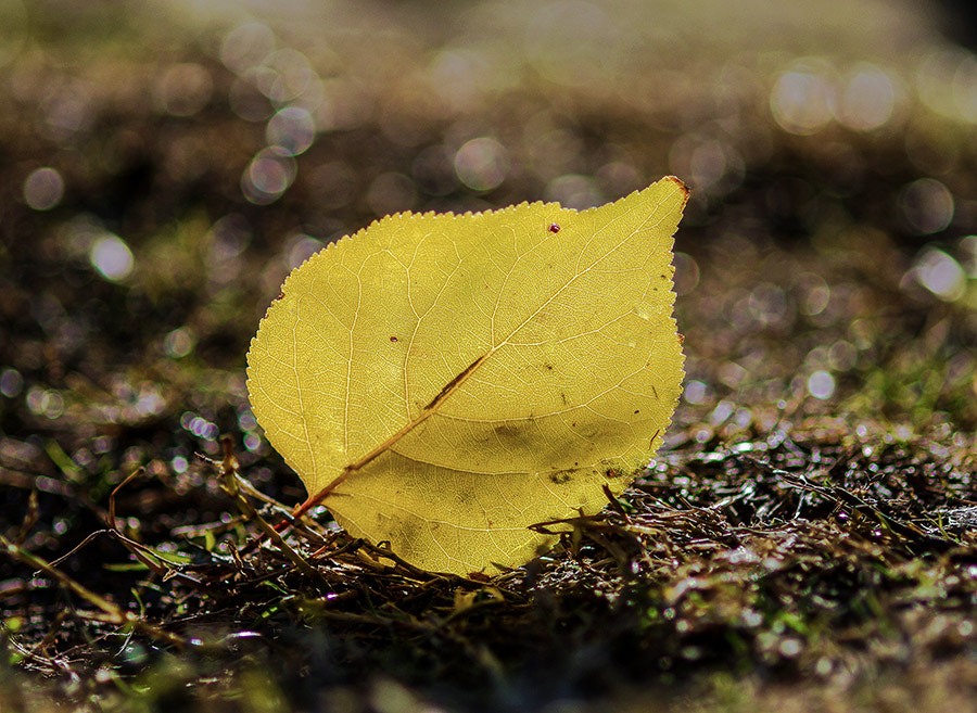 Pentax K20D sample photo. Leaf photography