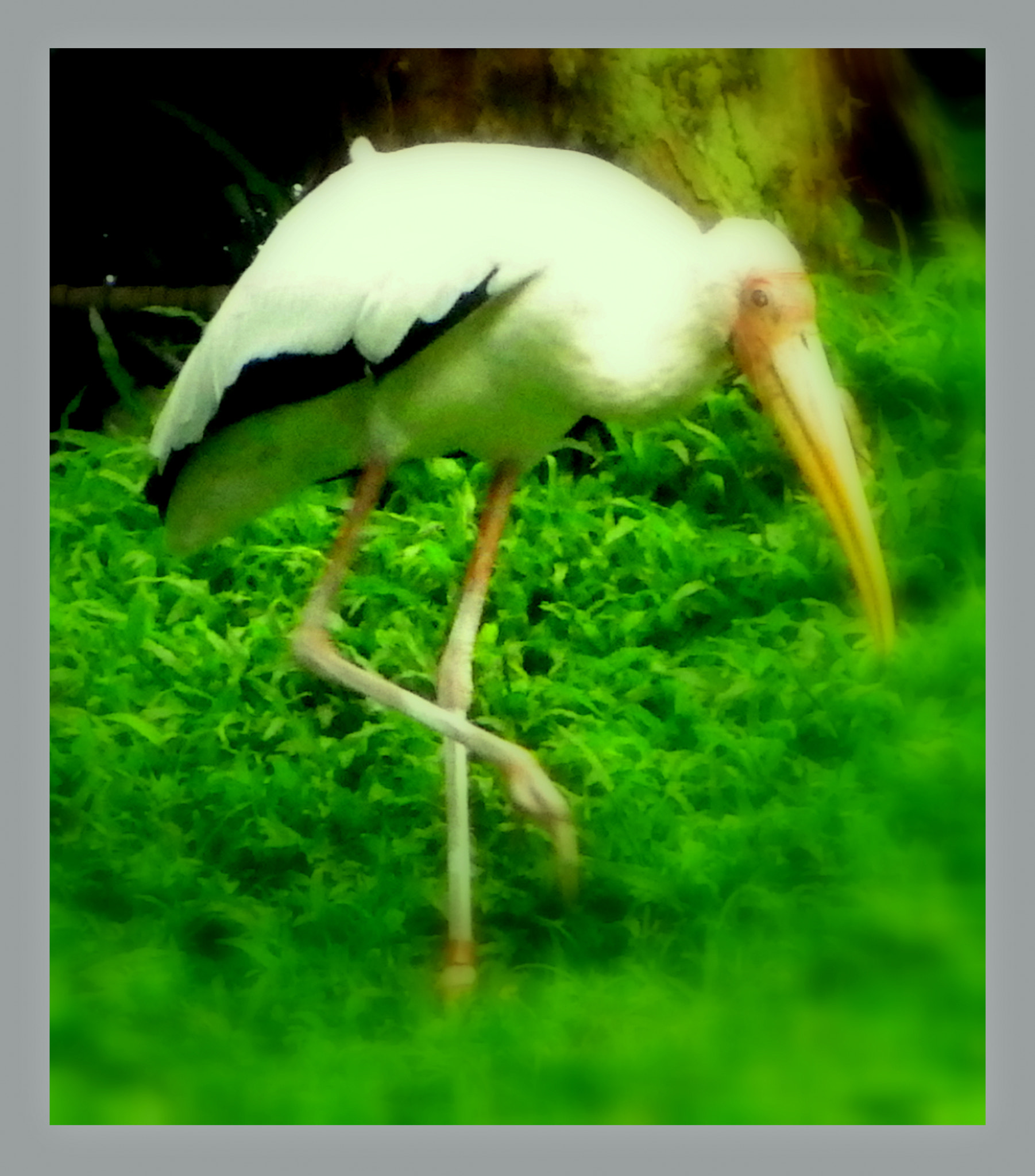 Ricoh WG-4 sample photo. Standing on one leg photography