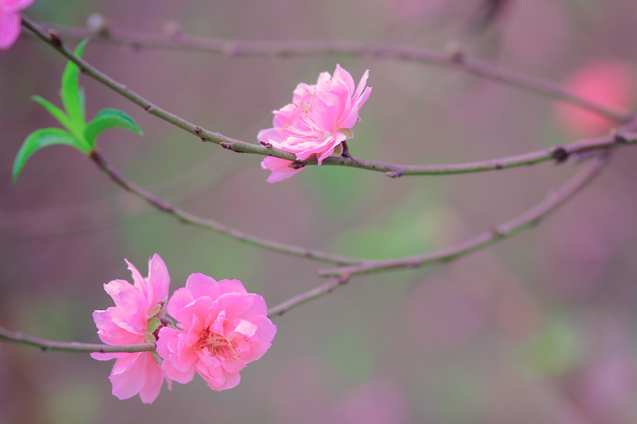 Canon EOS 60D + Canon EF 100mm F2.0 USM sample photo. Sakura flower (peach blossoms at vietnam) photography