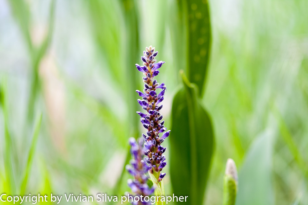 Tamron SP AF 70-200mm F2.8 Di LD (IF) MACRO sample photo. Purple flower photography