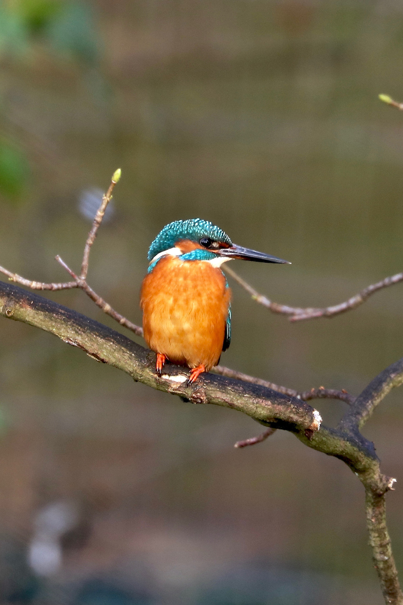 Canon EOS 760D (EOS Rebel T6s / EOS 8000D) sample photo. Kingfisher in hertfordshire, england photography