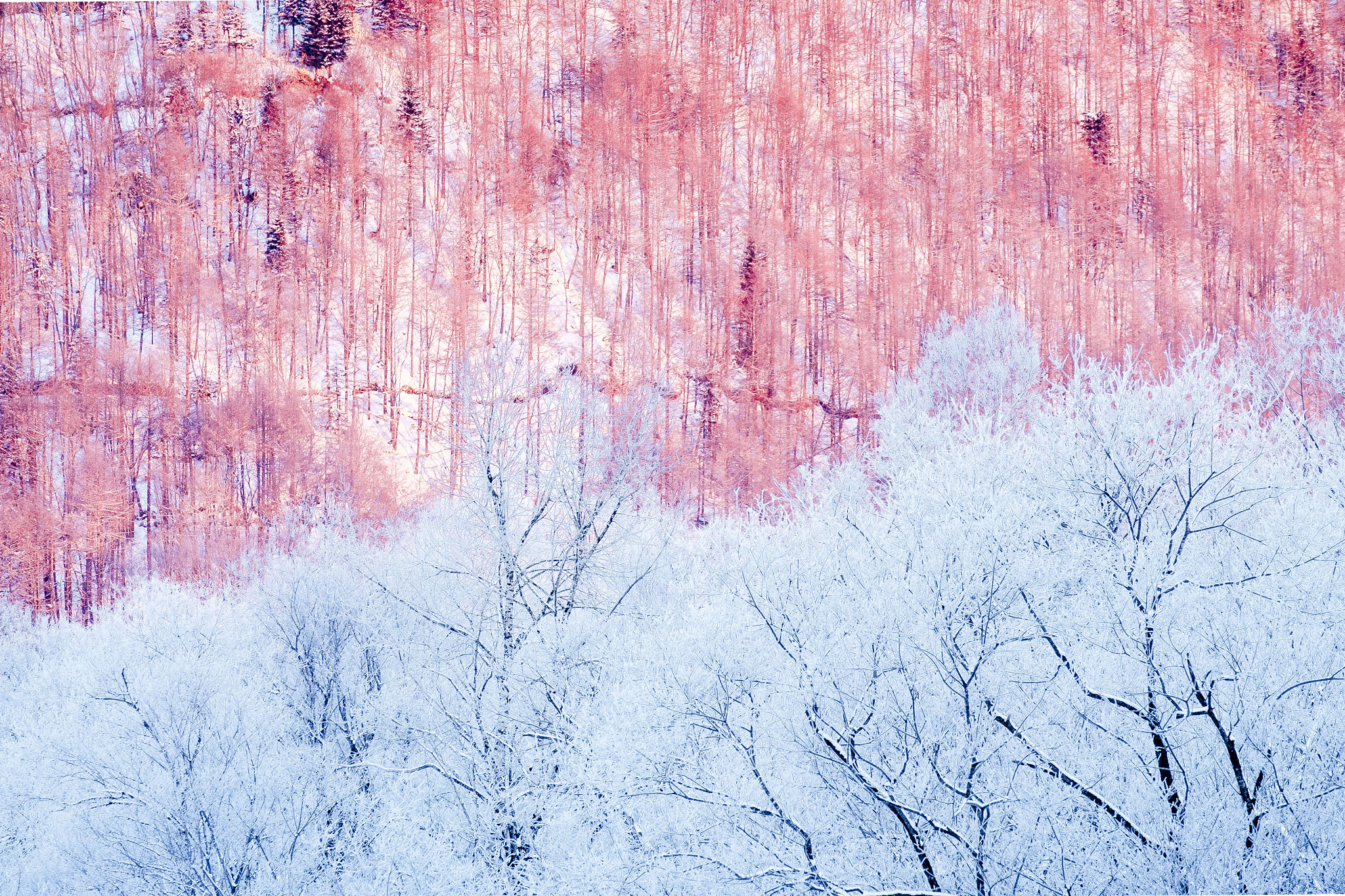 Fujifilm XF 55-200mm F3.5-4.8 R LM OIS sample photo. Pink trees photography