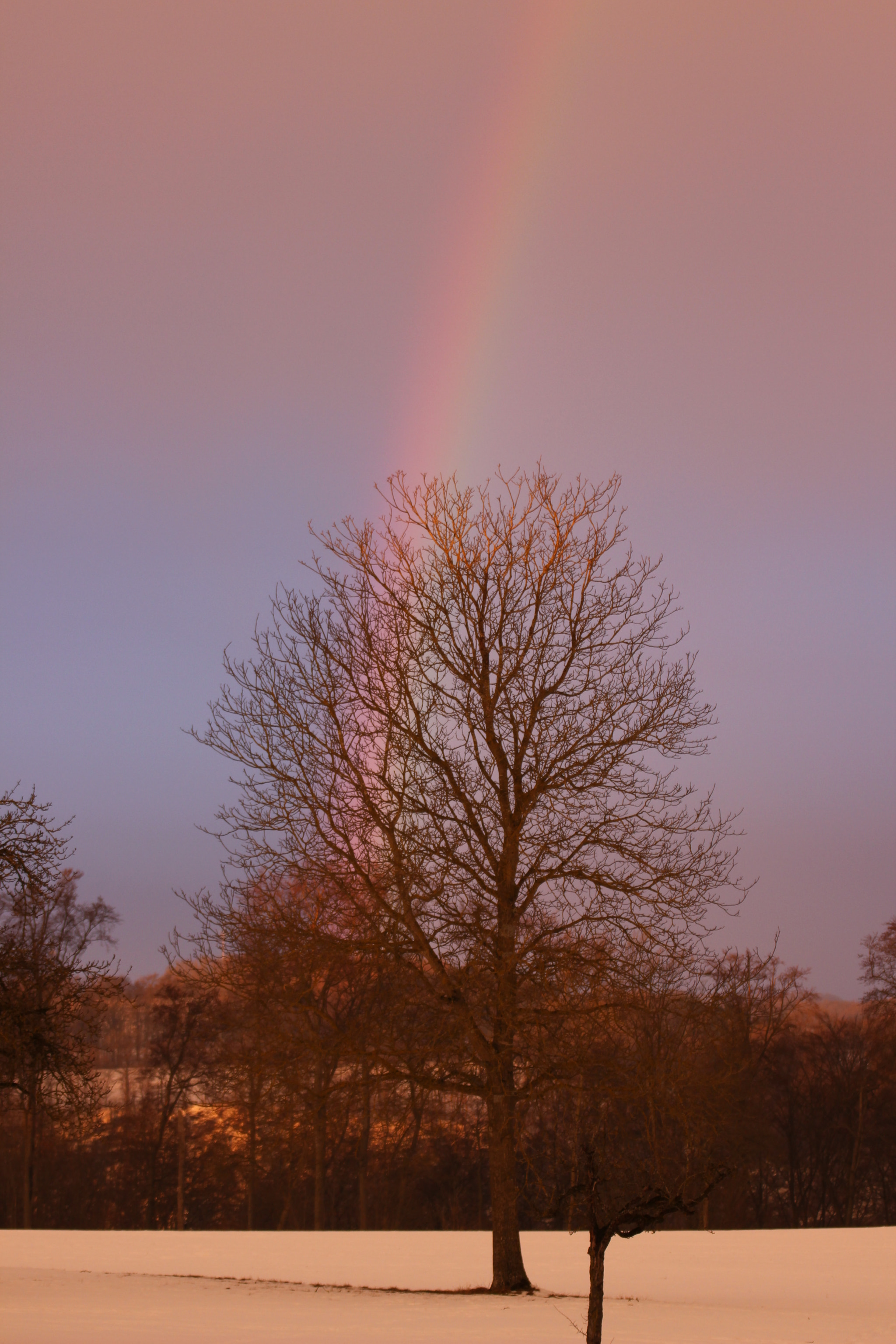 Canon EOS 600D (Rebel EOS T3i / EOS Kiss X5) + Tamron SP 35mm F1.8 Di VC USD sample photo. Tree and rainbow photography