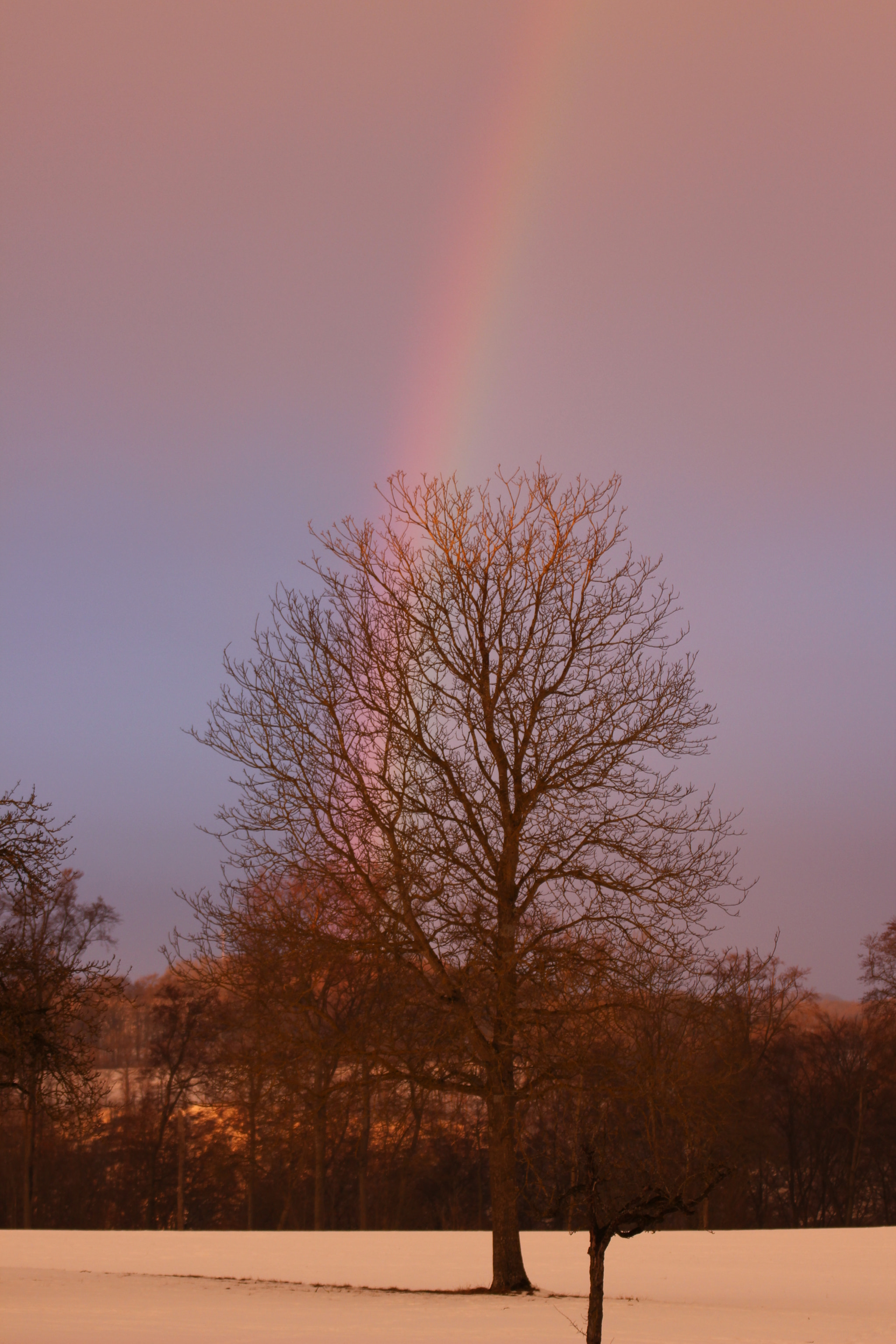 Tamron SP 35mm F1.8 Di VC USD sample photo. Tree and rainbow photography