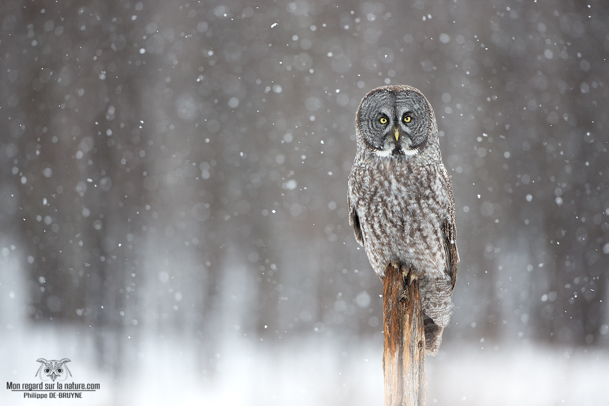 Canon EOS-1D X + Canon EF 500mm F4L IS USM sample photo. Perfect condition ;) photography