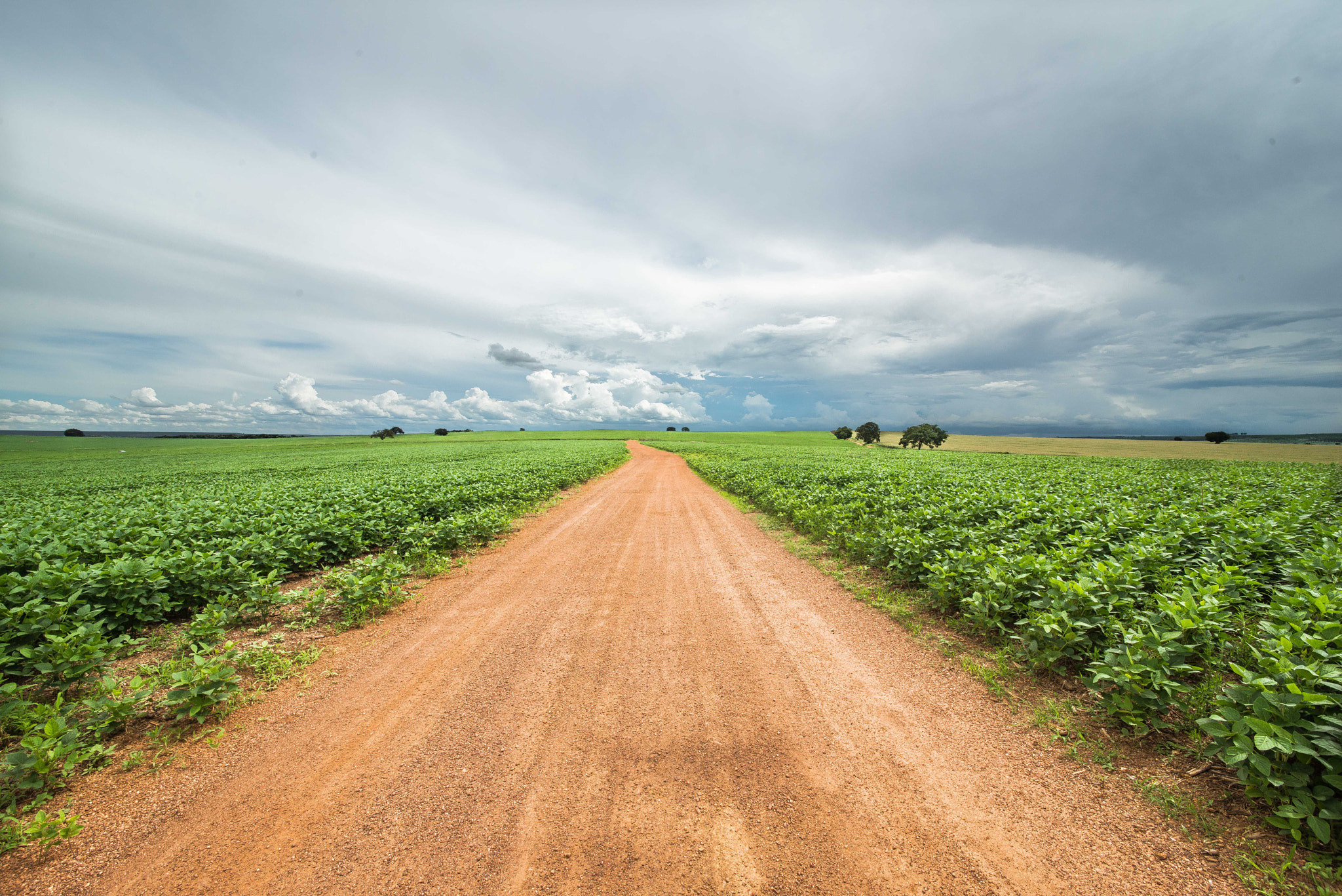 Nikon D800 + Sigma 12-24mm F4.5-5.6 II DG HSM sample photo. Soybean crop - paracatu - mg photography