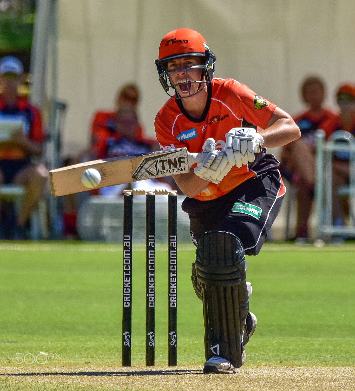 Sigma 150-600mm F5-6.3 DG OS HSM | C sample photo. Elyse villani batting for the perth scorchers photography