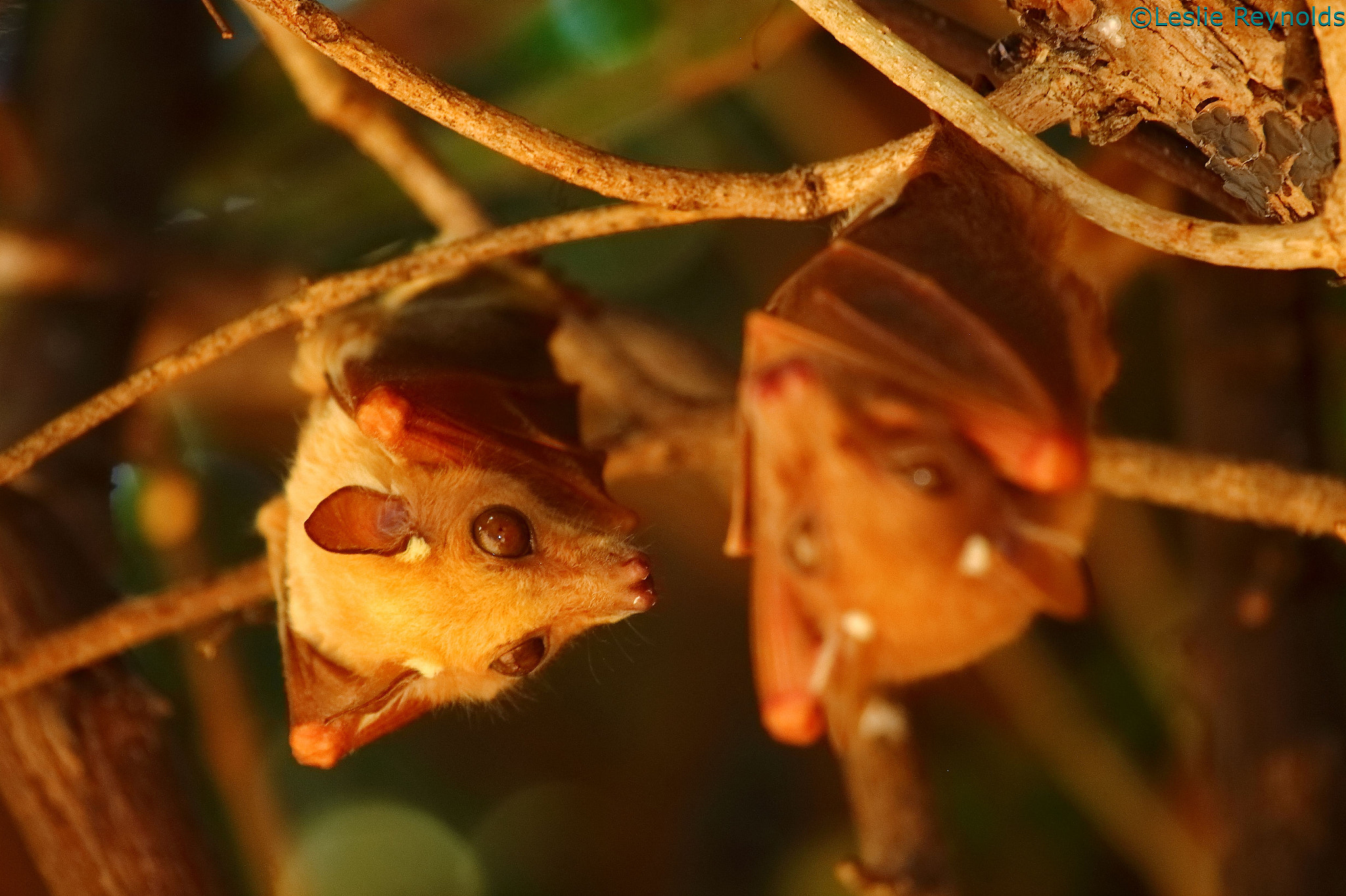 Canon EF 100-400mm F4.5-5.6L IS USM sample photo. Resting fruit bats photography