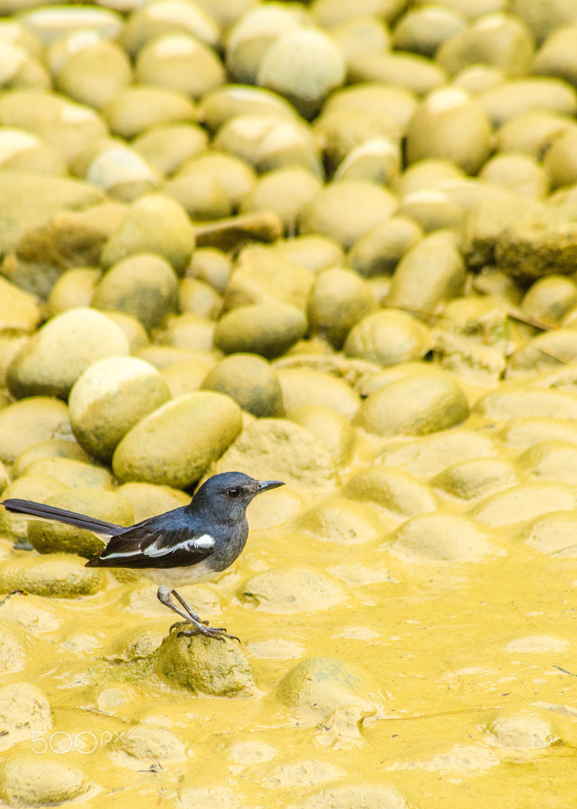 Sigma 70-300mm F4-5.6 APO DG Macro sample photo. In the mud photography