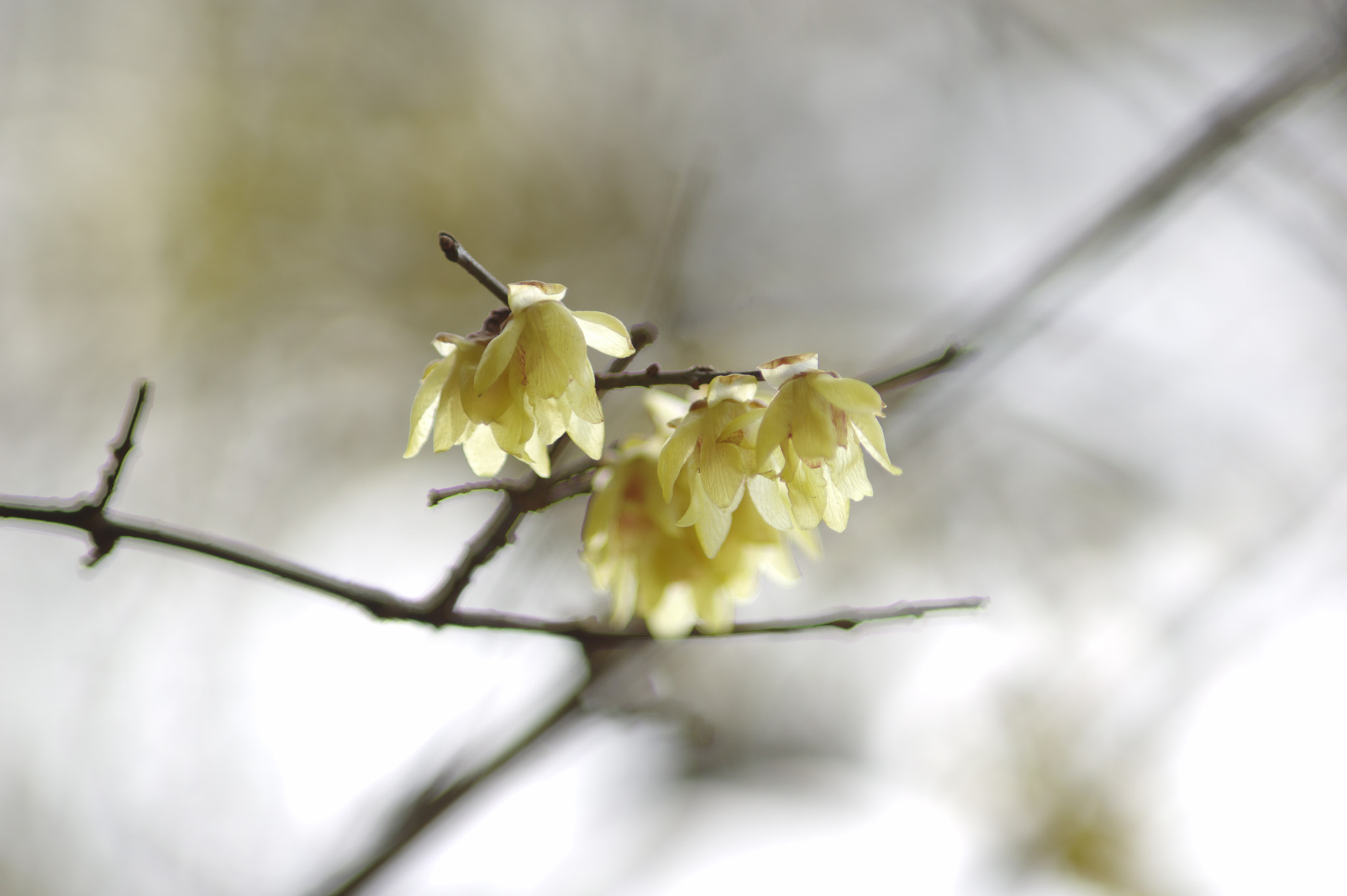 smc PENTAX-FA* 80-200mm F2.8 ED[IF] sample photo. Japanese allspice photography