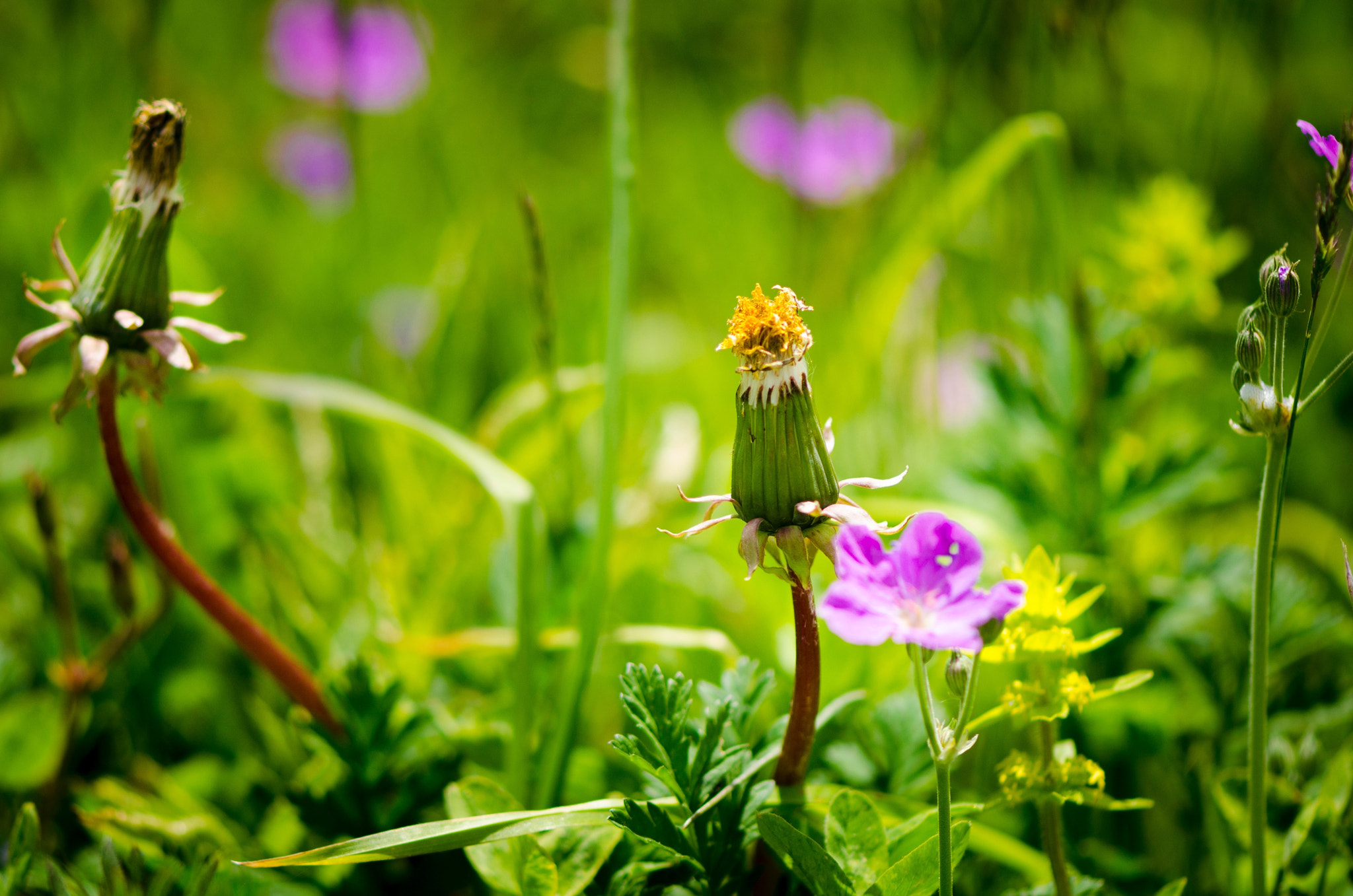Nikon AF-S Micro-Nikkor 105mm F2.8G IF-ED VR sample photo. Flowers in castelluccio di norcia photography