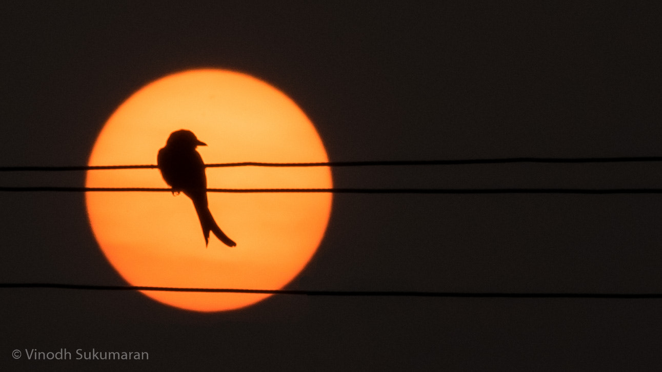 Nikon AF-S Nikkor 70-200mm F2.8G ED VR II sample photo. Keep looking up, even when the world around you goes down !! photography