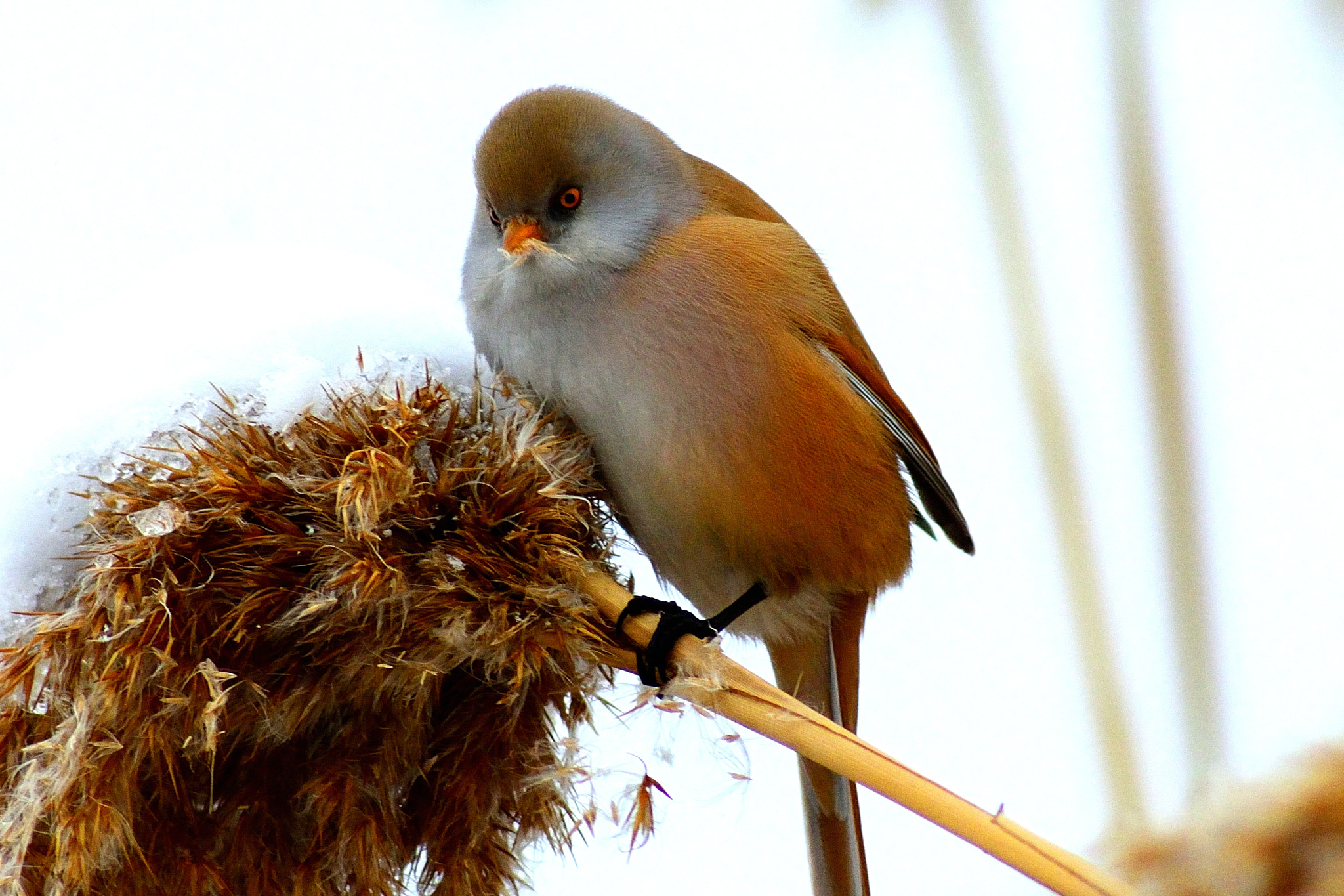 Tokina AT-X 400 AF SD (AF 400mm f/5.6) sample photo. Bearded reedling photography