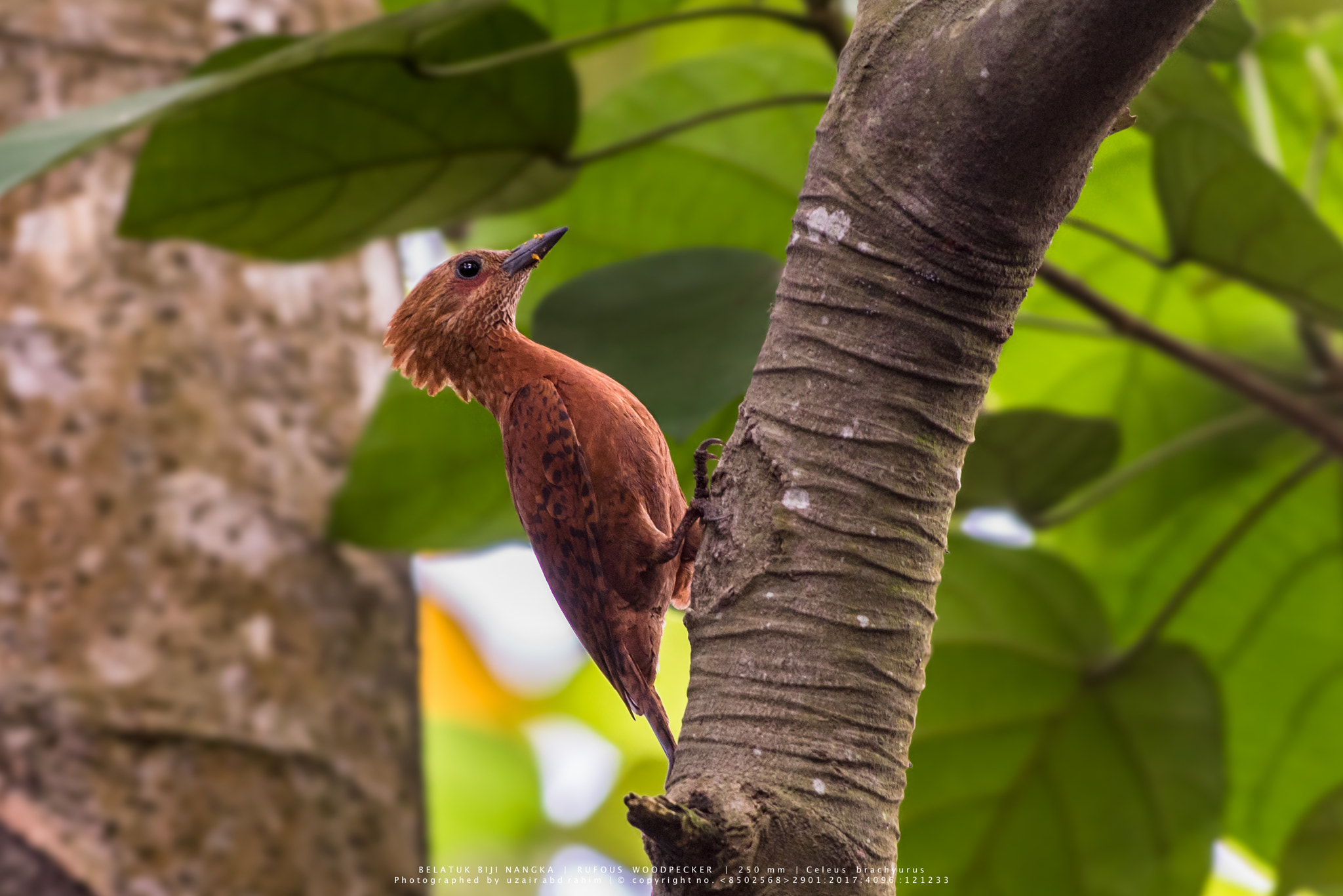 Nikon D810 + Nikon AF-S Nikkor 300mm F2.8G ED VR II sample photo. Rufous woodpecker photography