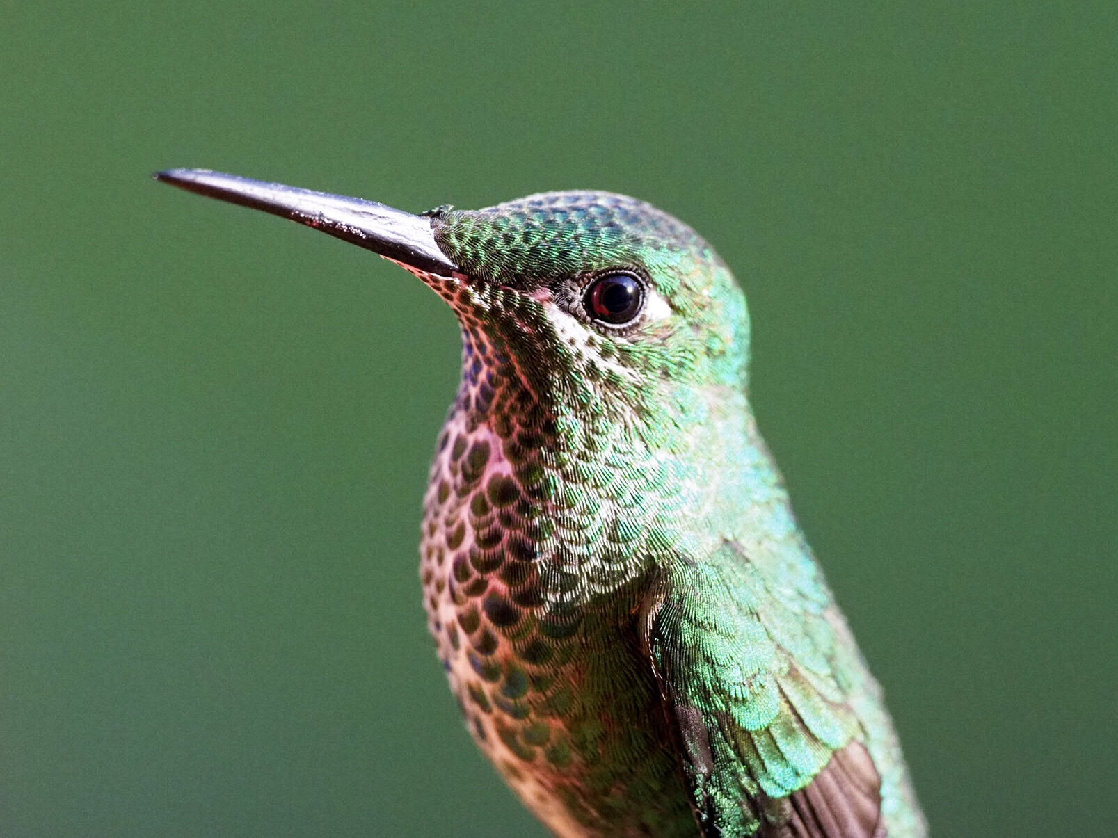 Olympus OM-D E-M1 Mark II + OLYMPUS M.300mm F4.0 sample photo. Hummingbird photography