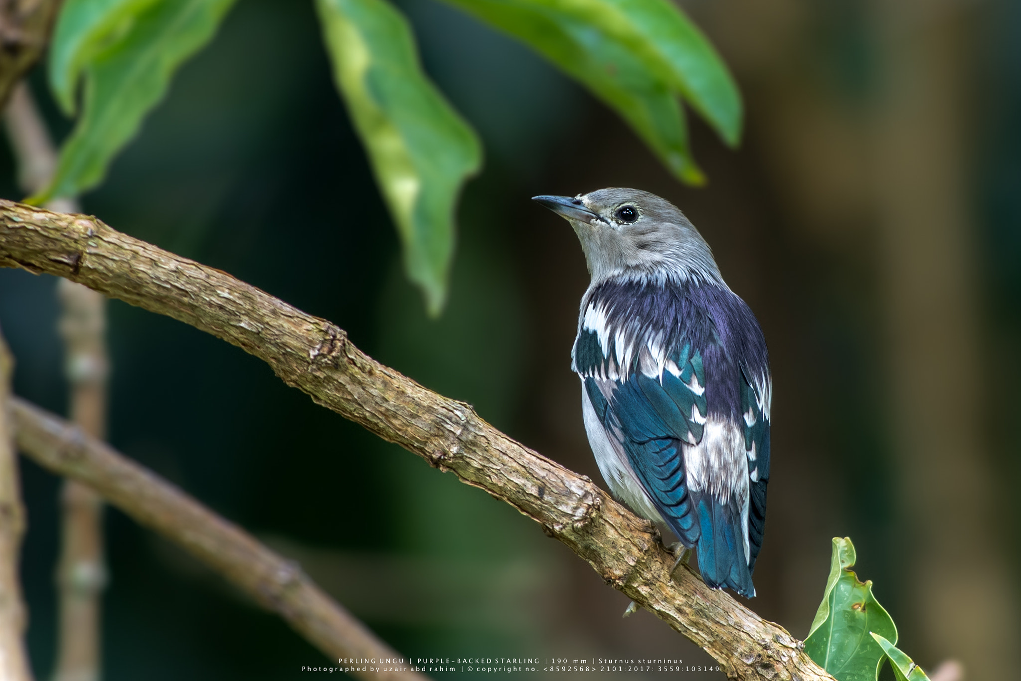 Nikon D810 + Nikon AF-S Nikkor 300mm F2.8G ED VR II sample photo. Purple-backed starling photography