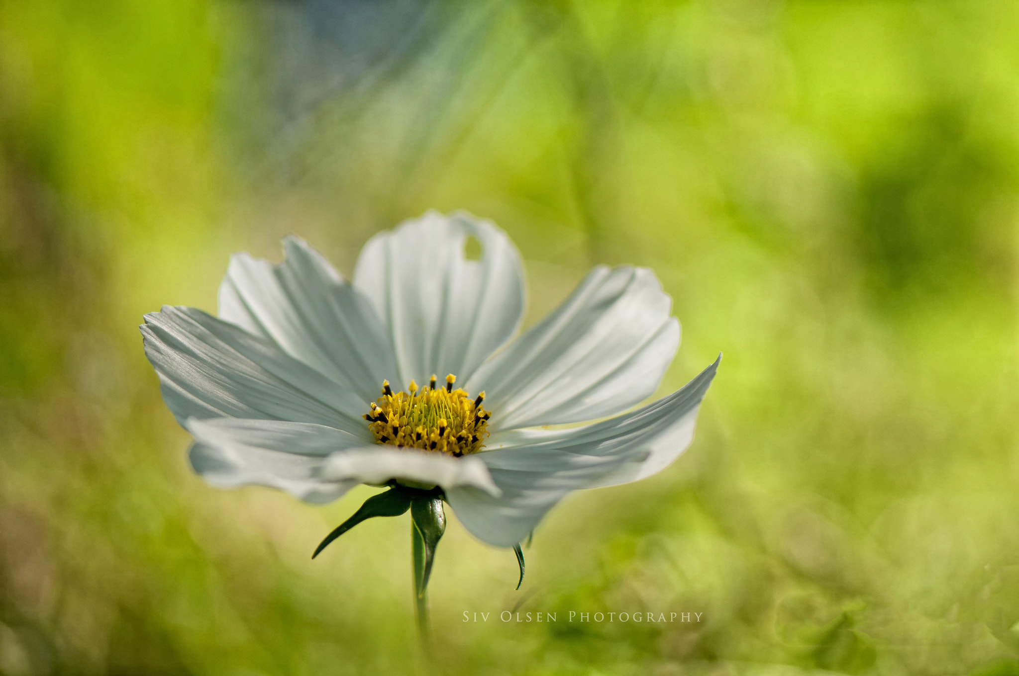 Nikon AF-S Micro-Nikkor 105mm F2.8G IF-ED VR sample photo. ~ cosmos in green ~ photography