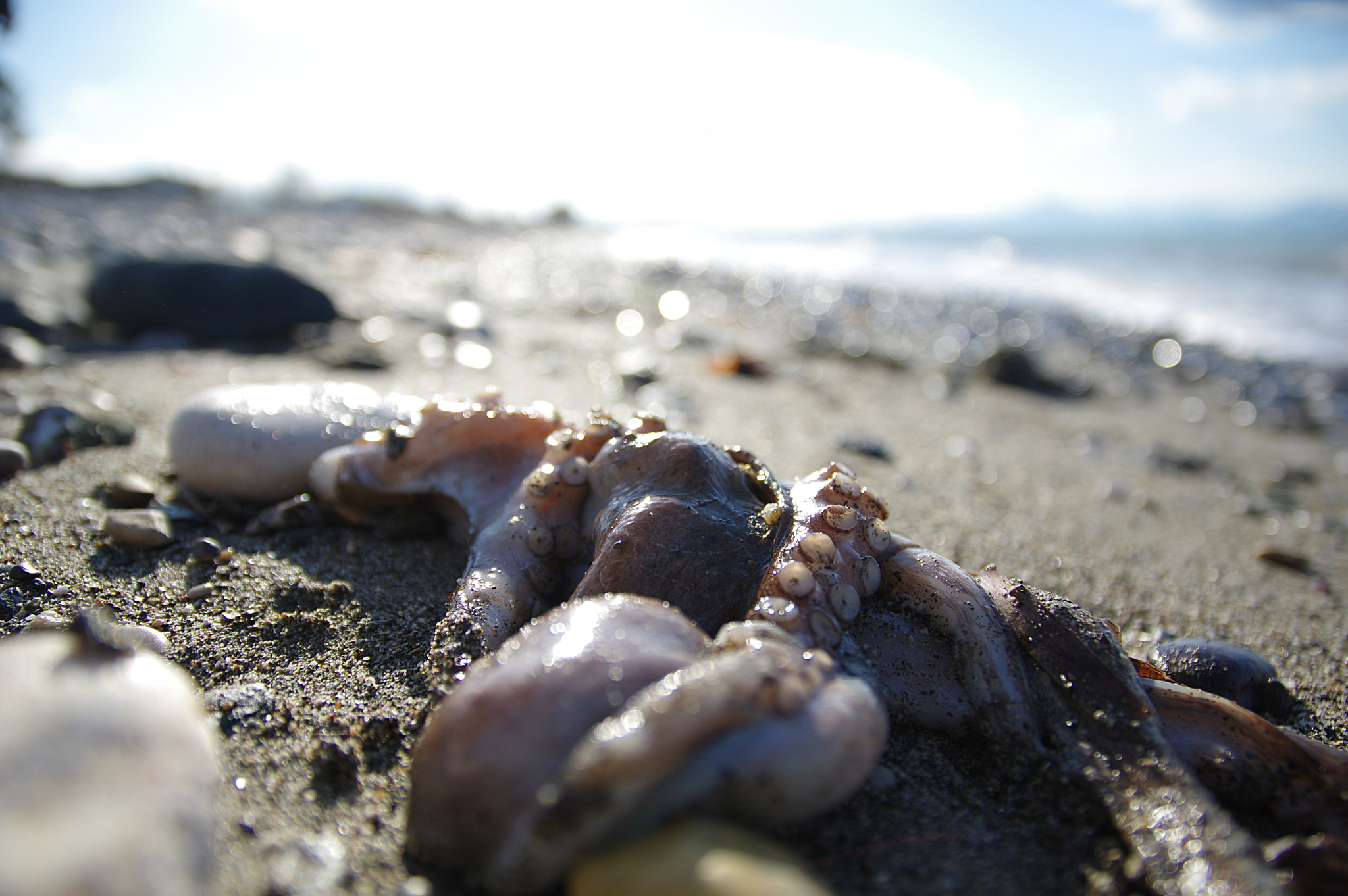 Pentax K-3 sample photo. Octopus photography