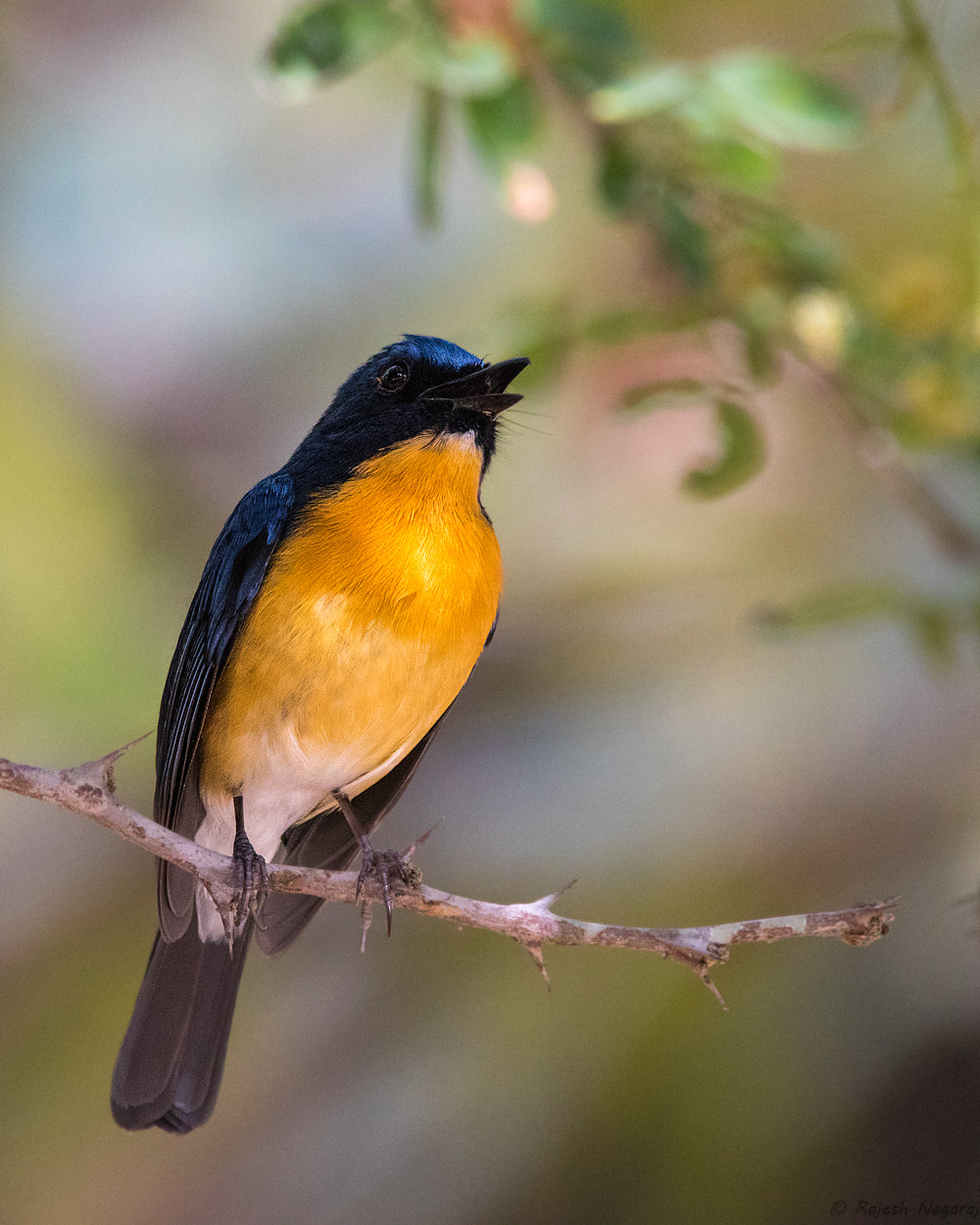 Sigma 150-600mm F5-6.3 DG OS HSM | C sample photo. Tickell's blue flycatcher photography
