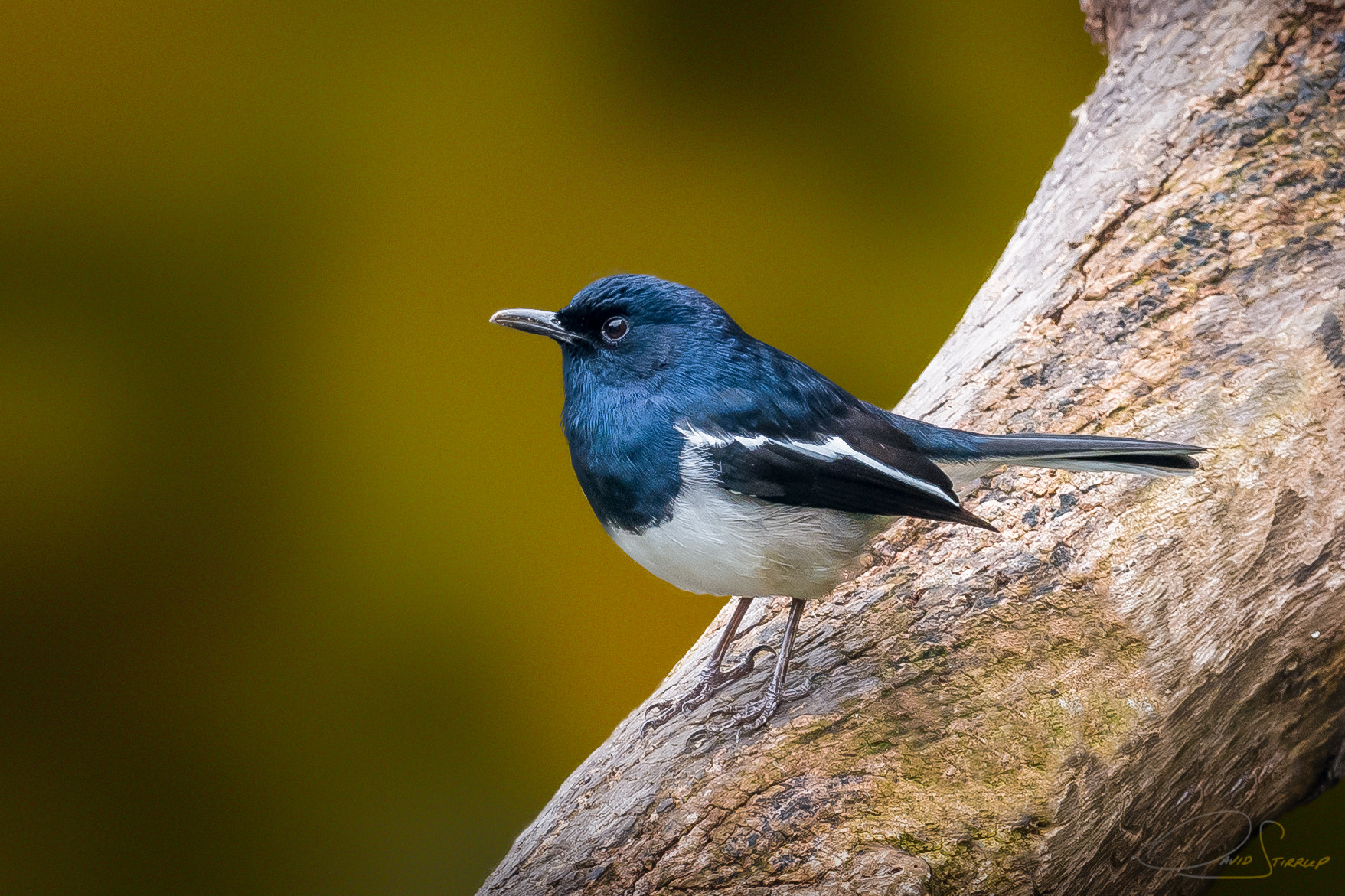 Nikon AF-S Nikkor 500mm F4E FL ED VR sample photo. Try this tea photography