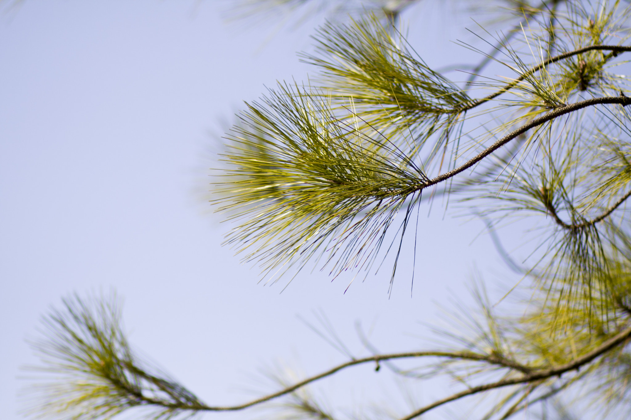 Canon EOS 50D + Canon EF 85mm F1.8 USM sample photo. Pine needles photography