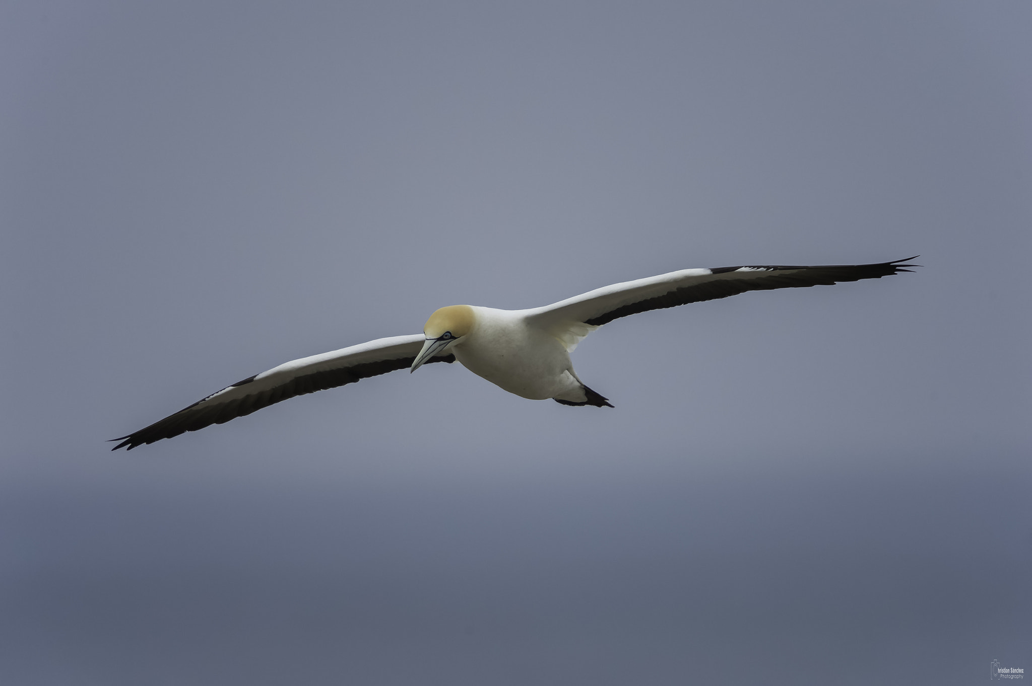 Nikon D4 sample photo. Cape gannet  alcatraz de el cabo (morus capensis) photography