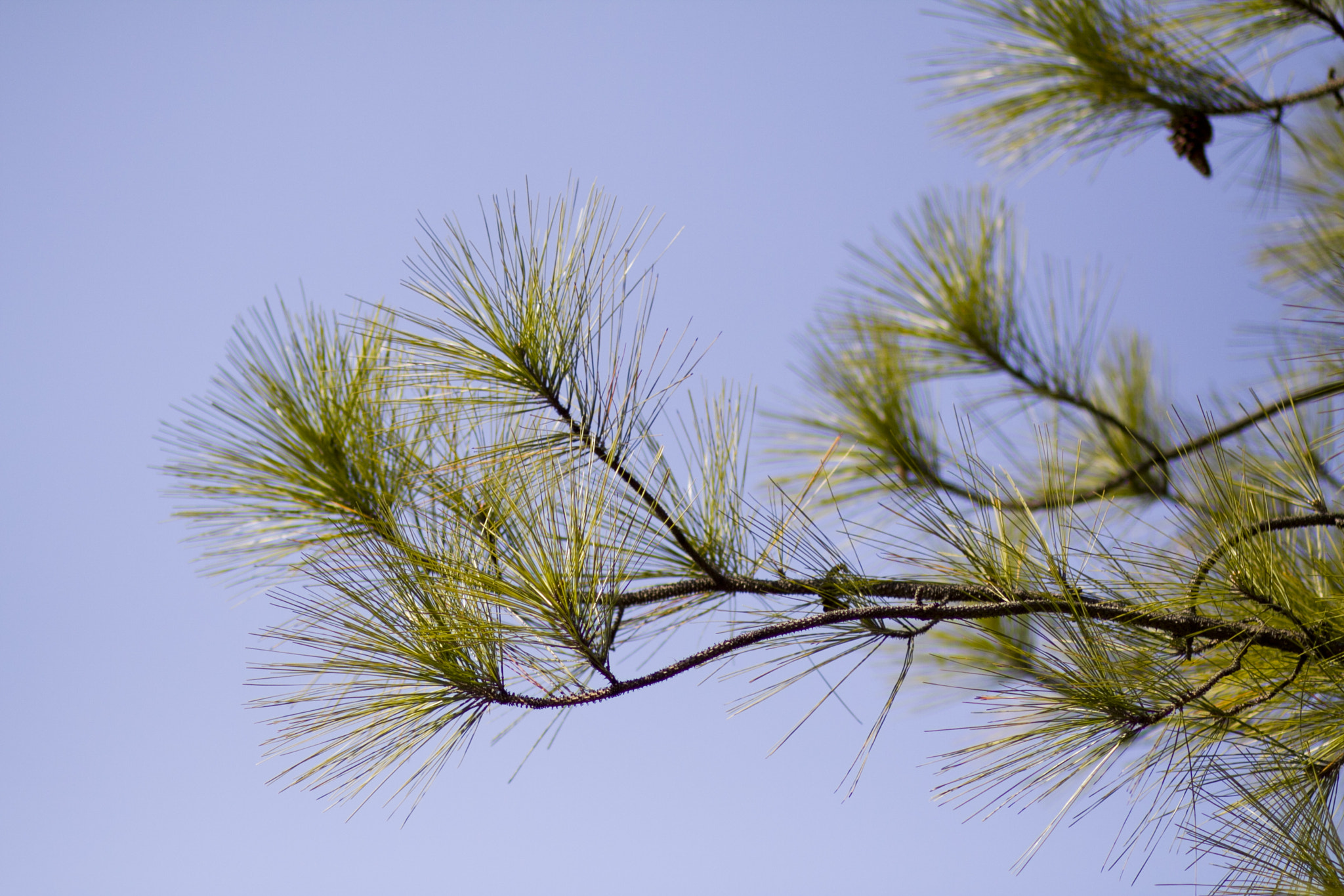 Canon EOS 50D + Canon EF 85mm F1.8 USM sample photo. Pine needles photography