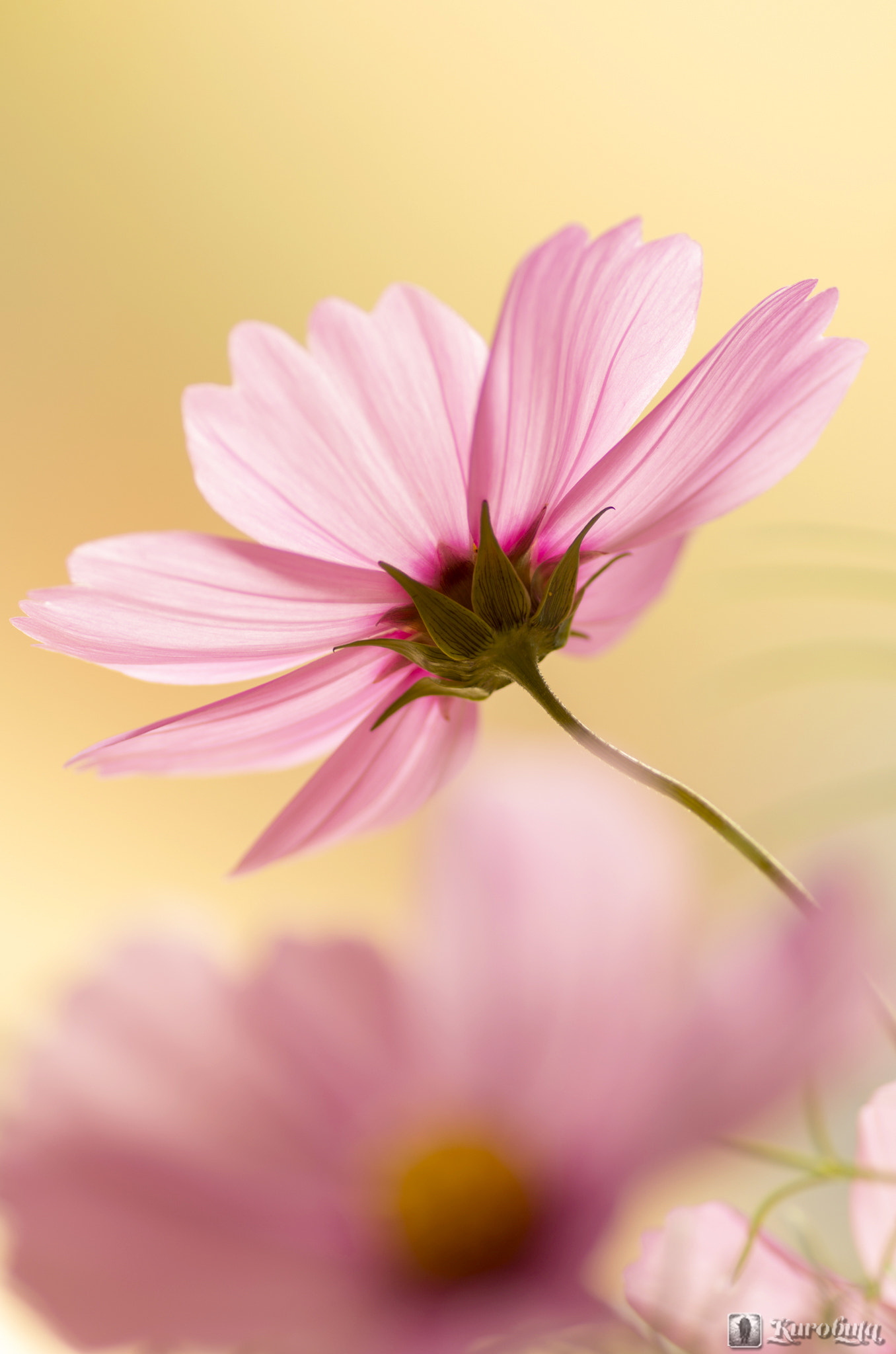 Pentax smc D-FA 100mm F2.8 Macro WR sample photo. Beautiful behind the scenes photography