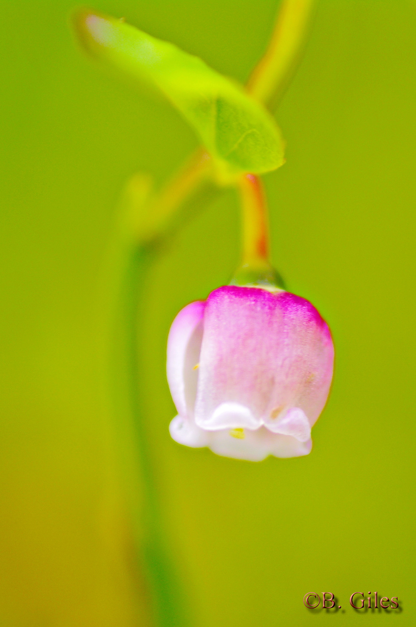 Pentax smc D-FA 100mm F2.8 macro sample photo. Pastels and pink photography