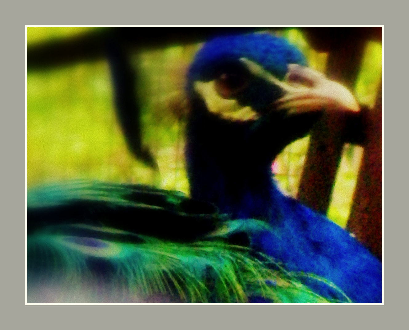 Ricoh WG-4 sample photo. Blue peacock photography