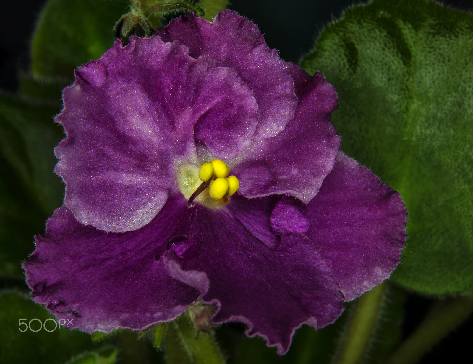 Nikon AF-S Micro-Nikkor 60mm F2.8G ED sample photo. Afrika menekşesi (saintpaulia ionantha).. photography