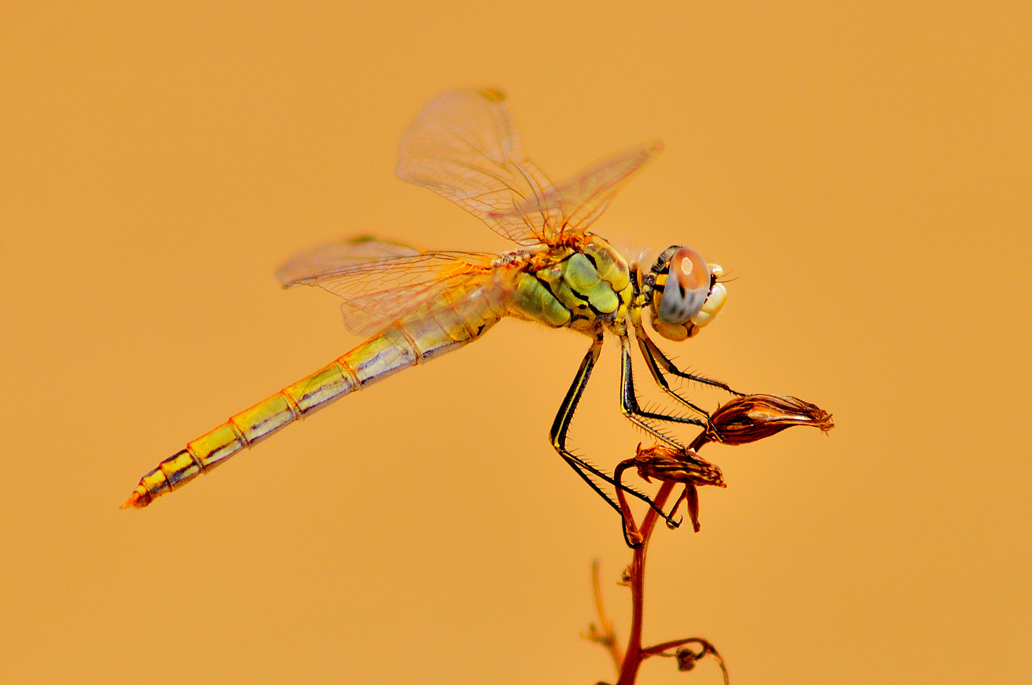 AF Zoom-Nikkor 75-300mm f/4.5-5.6 sample photo. Dragonfly photography