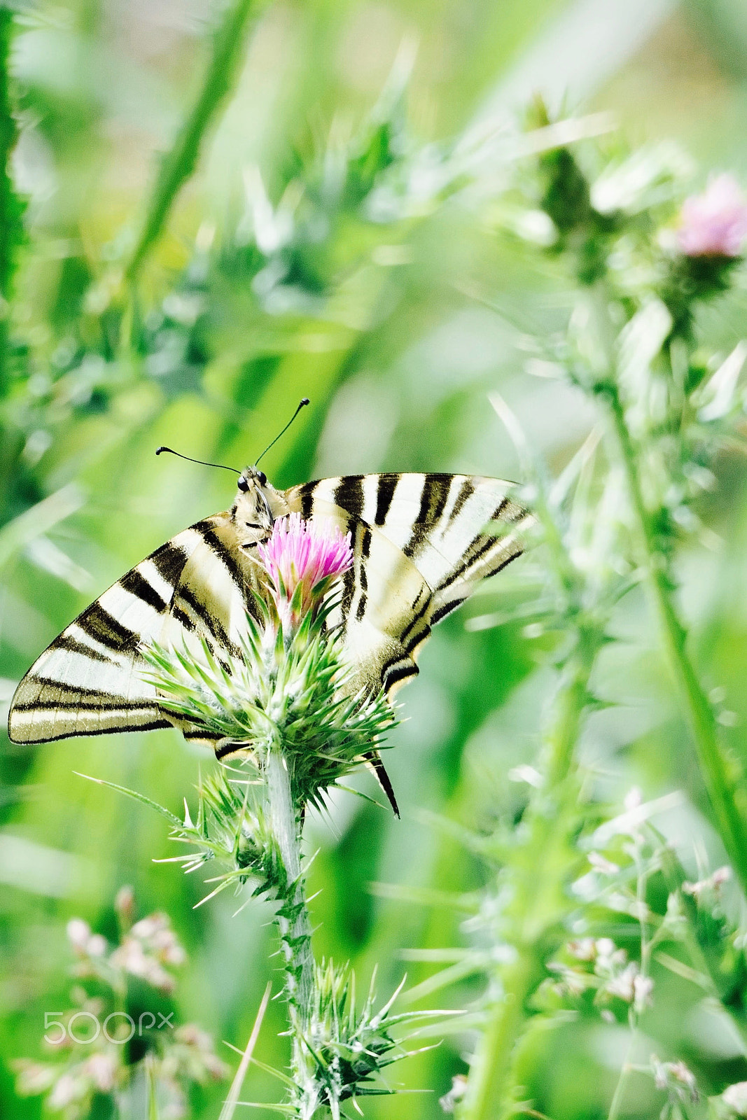 Olympus OM-D E-M5 II sample photo. Papilio machaon photography