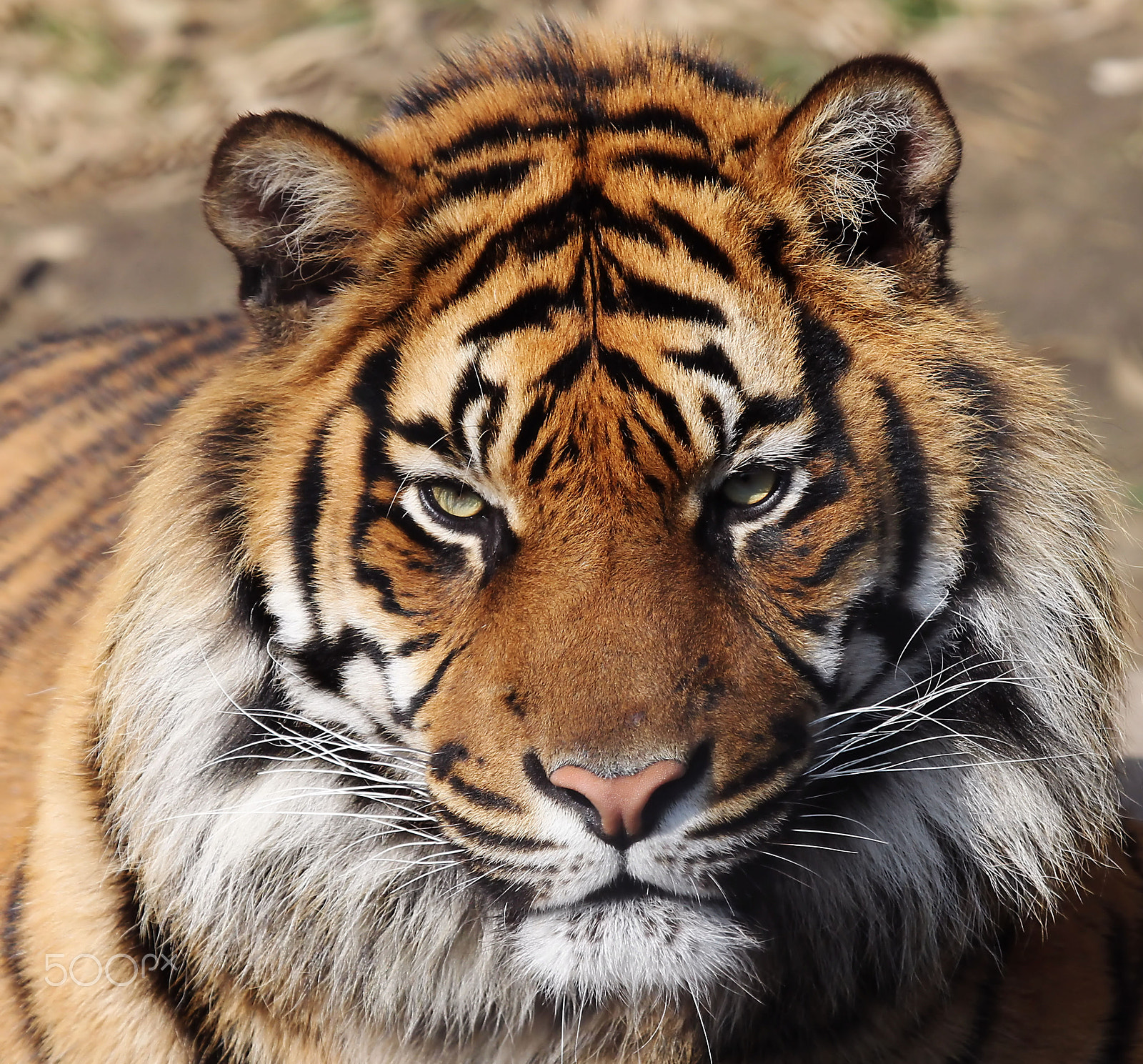 Canon EF 100-400mm F4.5-5.6L IS USM sample photo. I'm watching you... photography