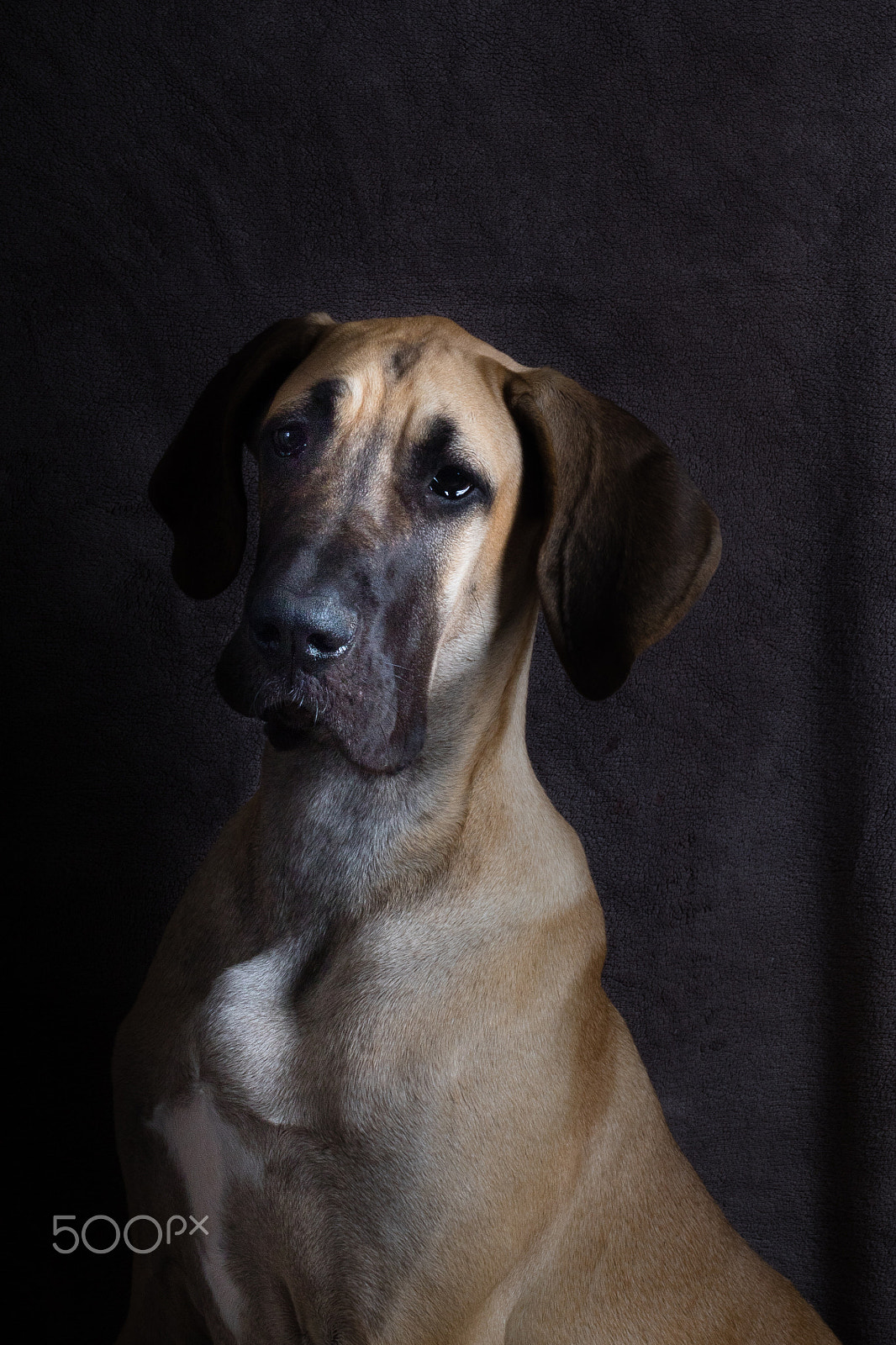 Canon EF 50mm F1.8 II sample photo. Ellie photography