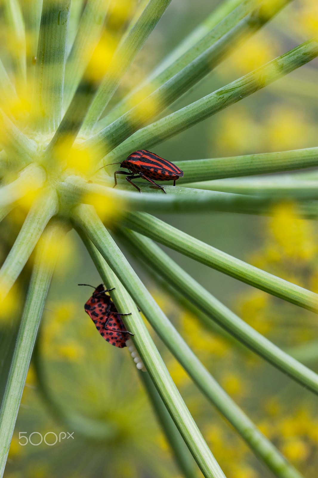 Canon EF 100mm F2.8 Macro USM sample photo. Guardando la prole ii photography