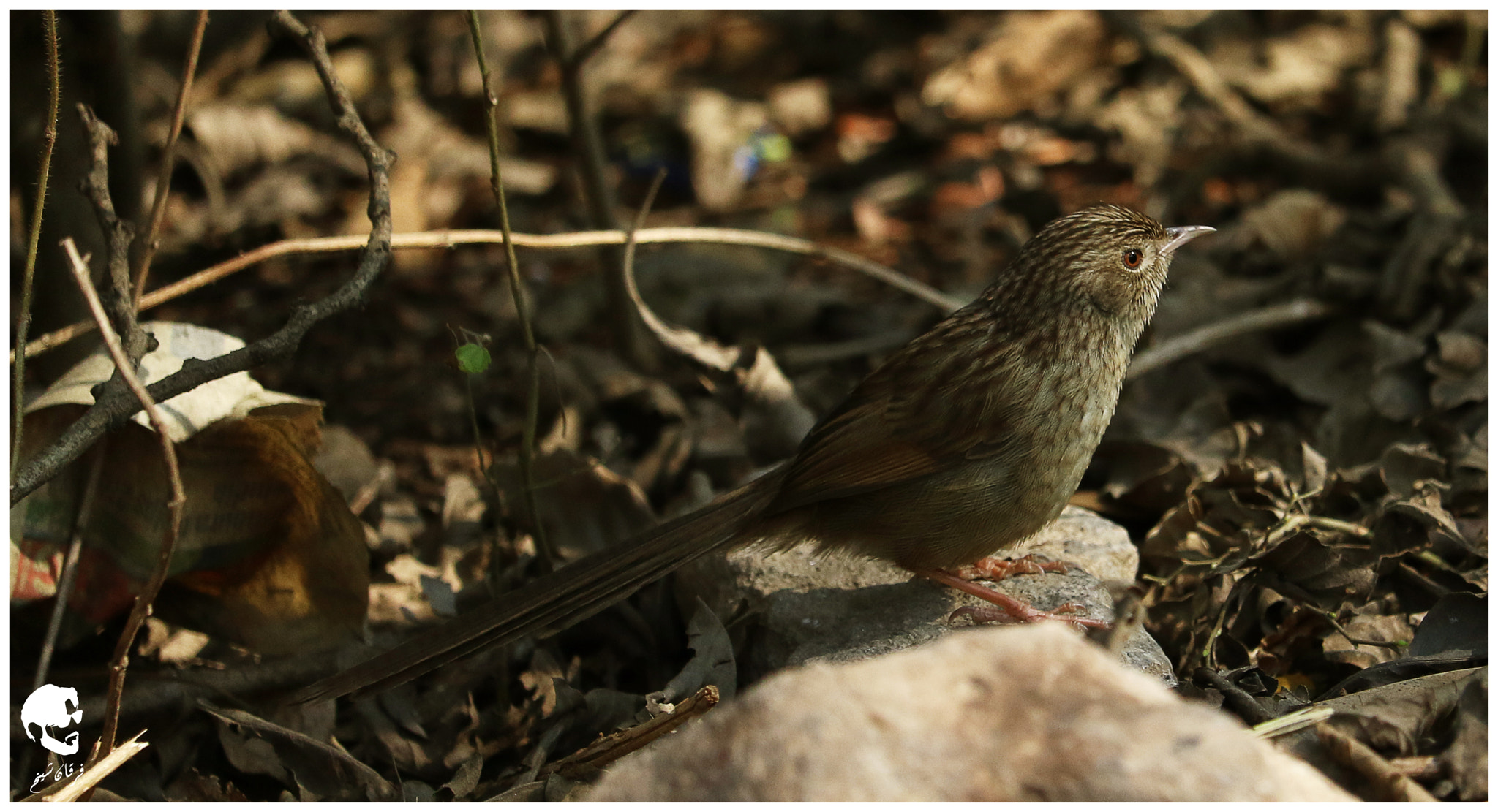 Canon EF-S 55-250mm F4-5.6 IS STM sample photo. Striated prinia photography