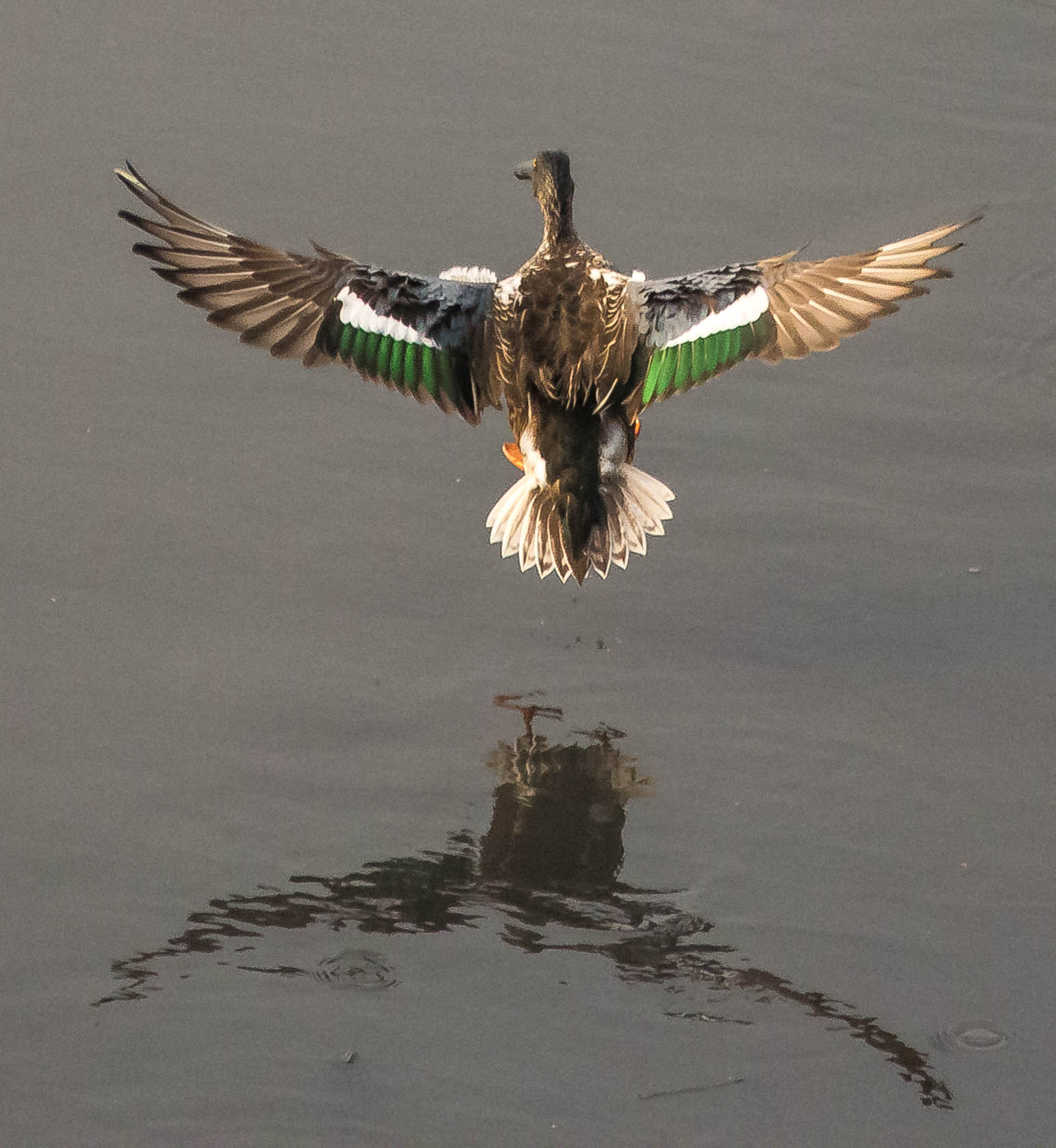 Canon EF 100-400mm F4.5-5.6L IS USM sample photo. Northern shoveler photography