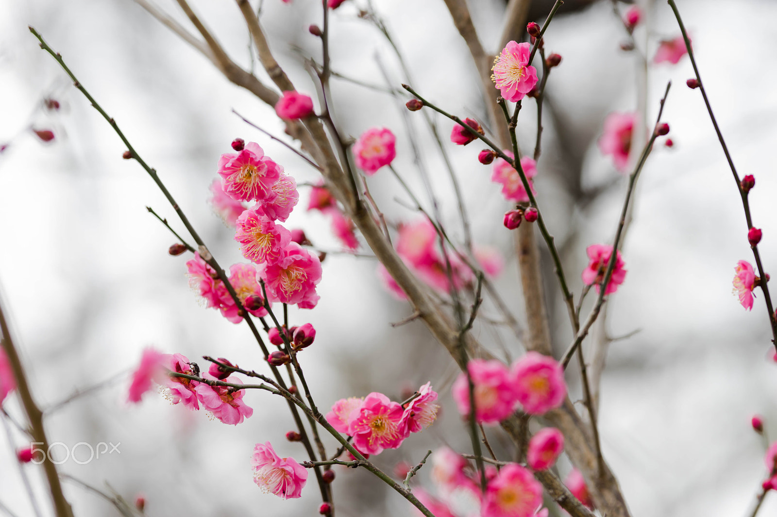 Sony a7 II + Canon EF 200mm F2.8L II USM sample photo. Plum photography